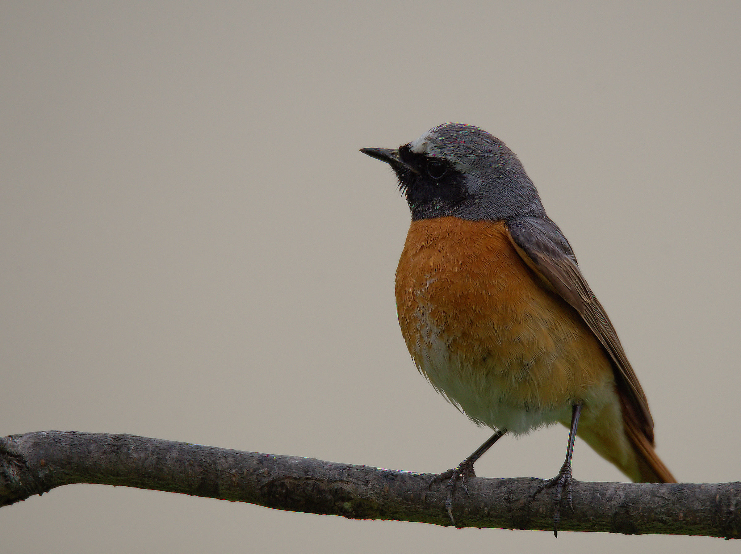Male Common Redlight