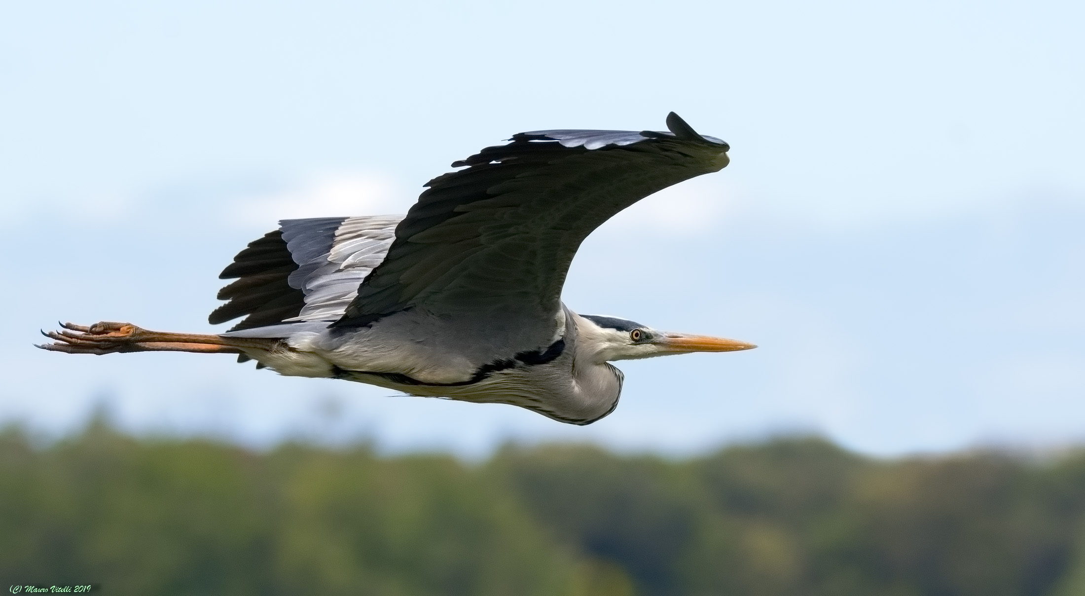 Grey Heron (Ardea Cinerea)