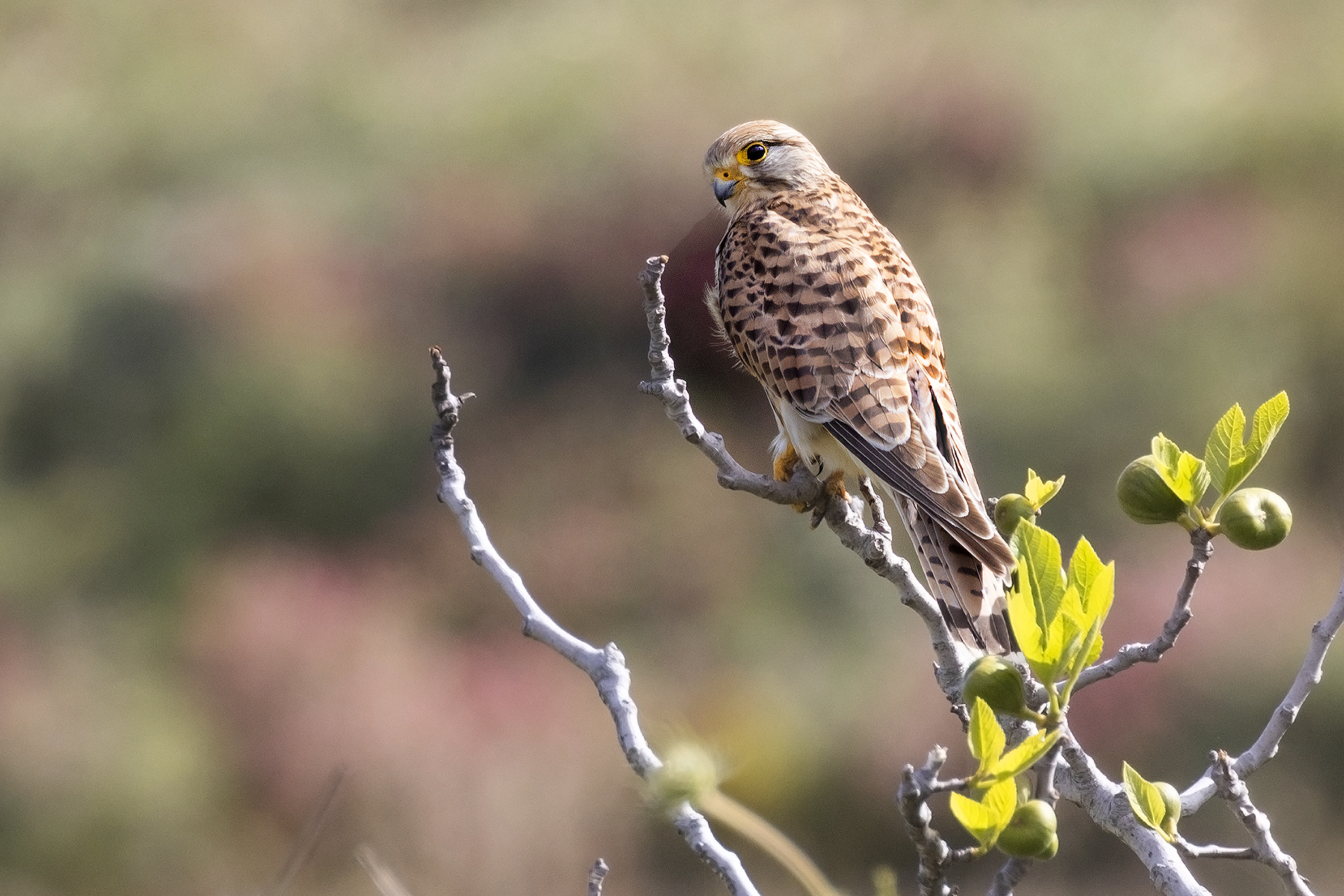 Kestrel