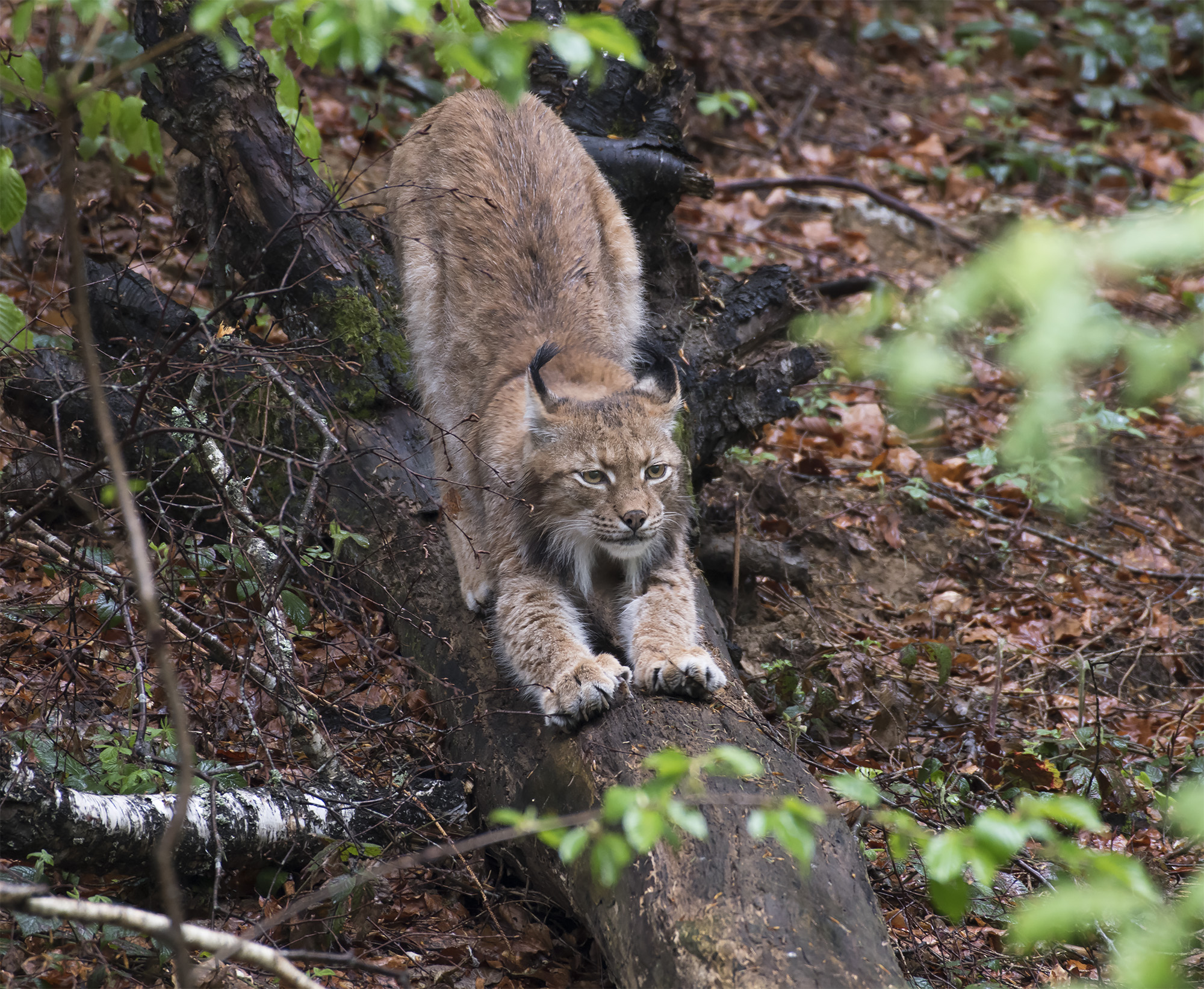 Lince at Bayerischer National Park