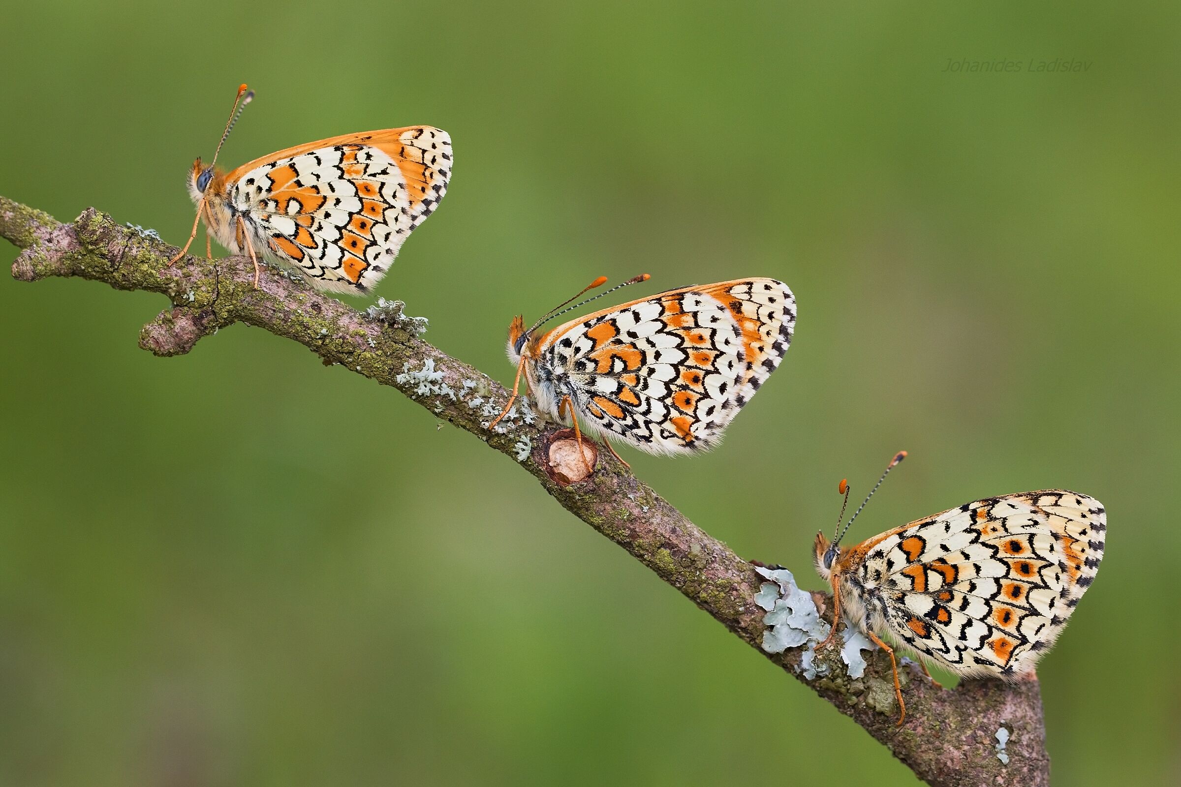 Melitaea cinxia (male,female,female 2 (nature)
