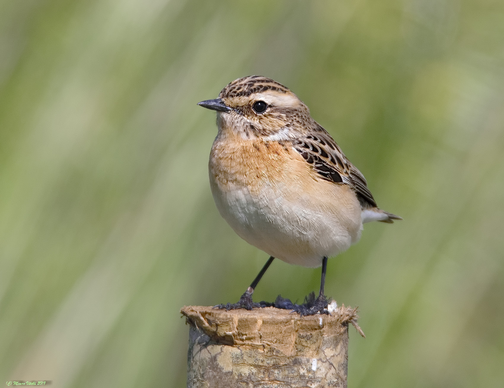 Whinchat (Saxicola Rubetra)