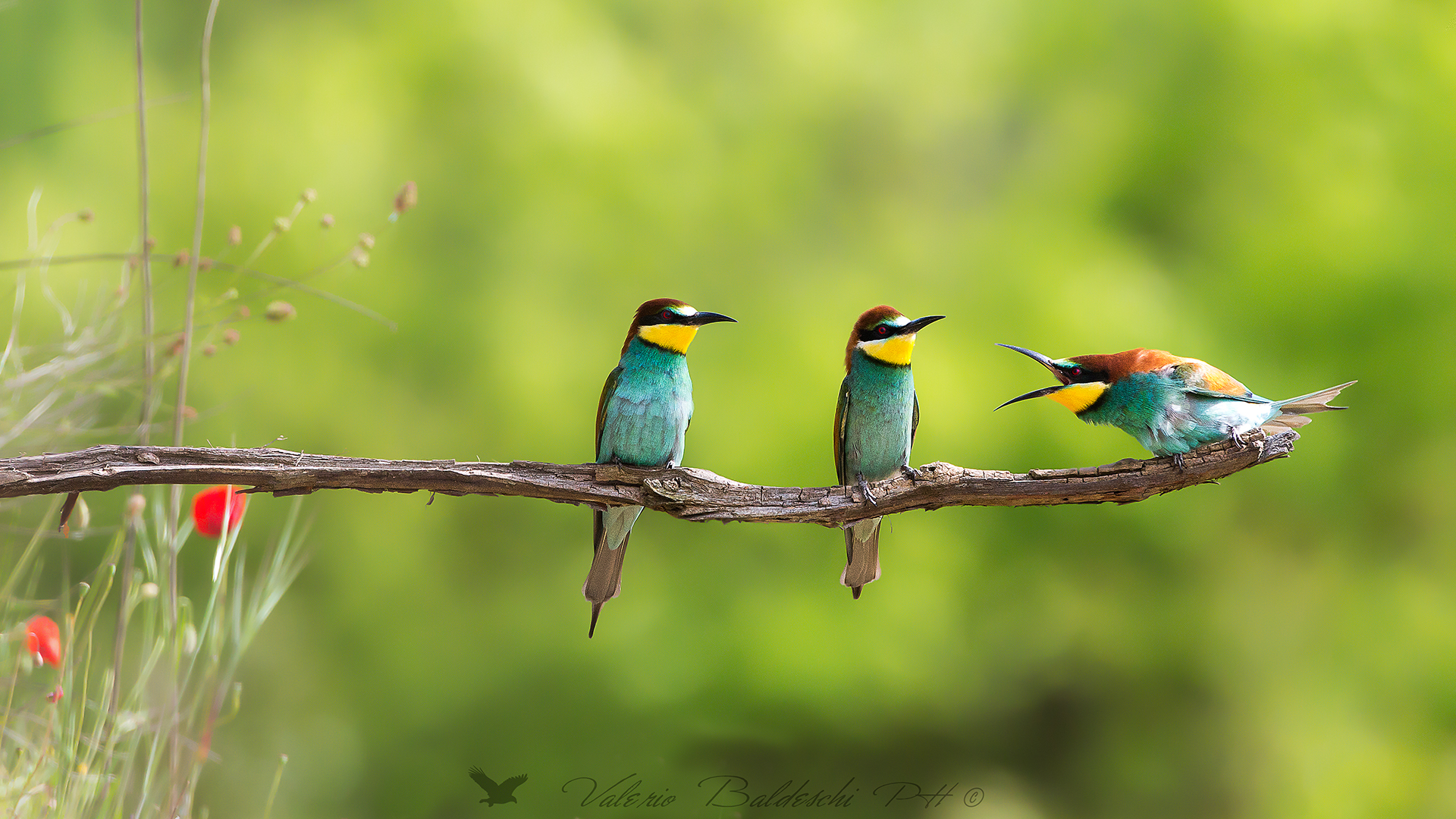 fra moglie e marito non...