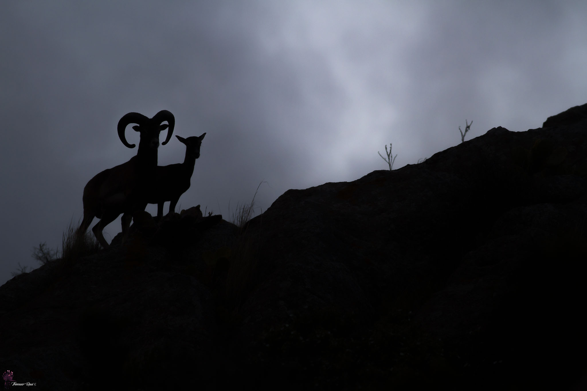 Mufloni at Nightfall