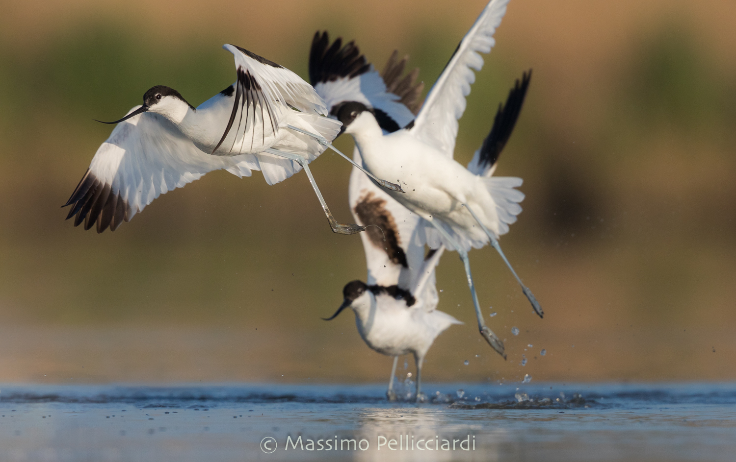 Baruffe tra avocette
