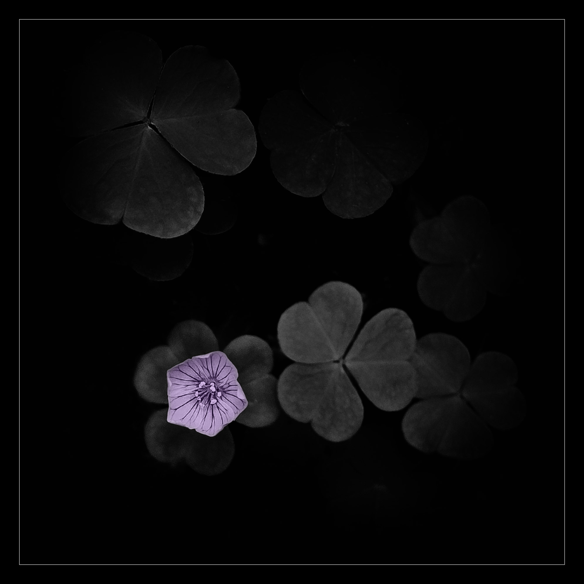 Acetosella Photoshop