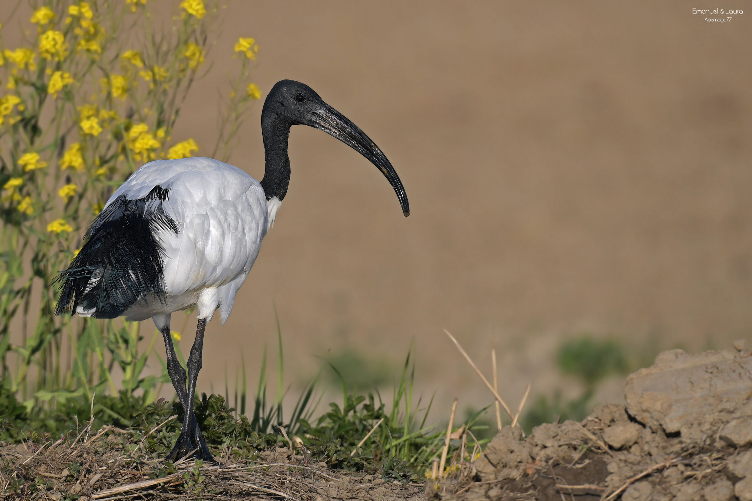 Sacred Ibis