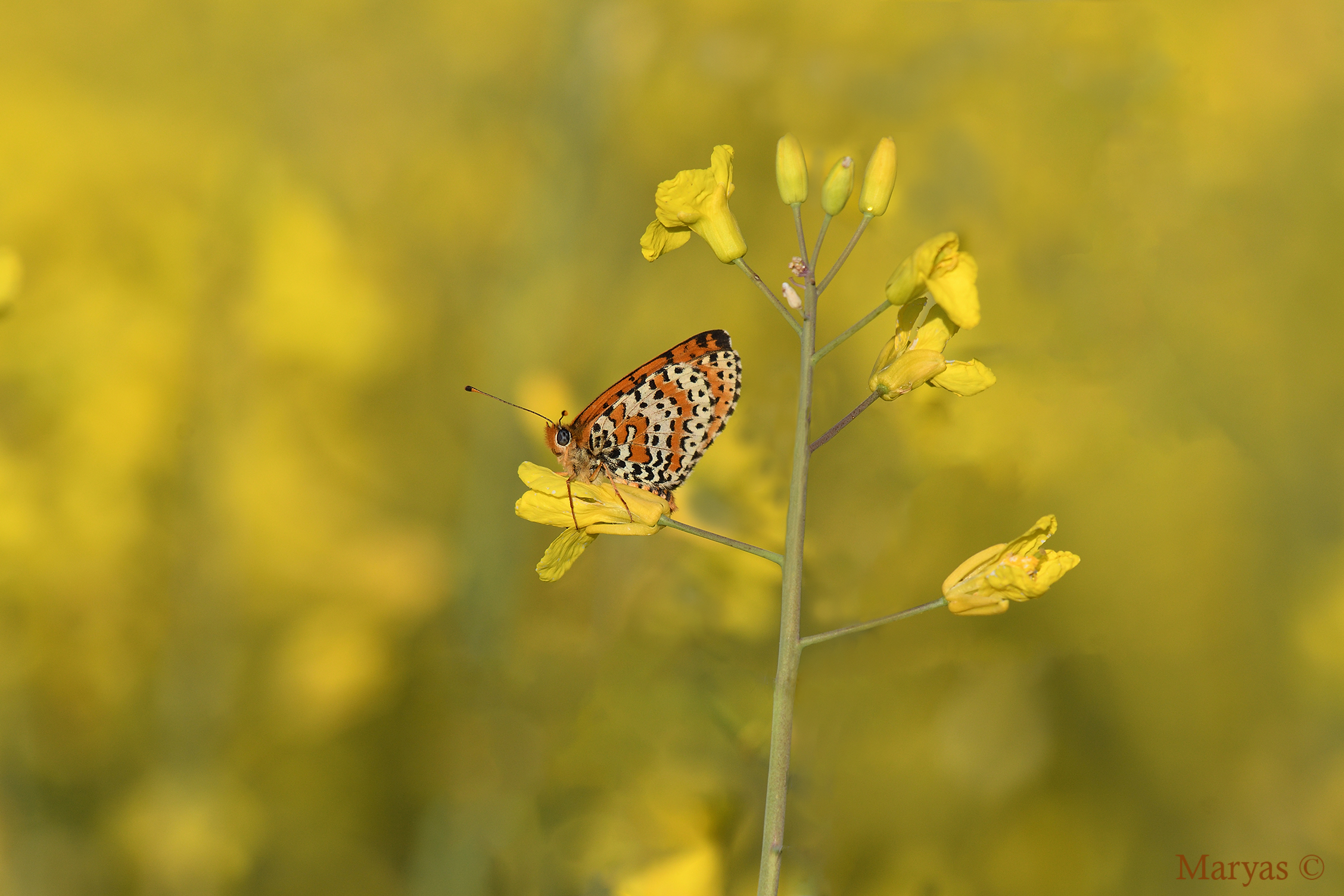 Melitaea didyma