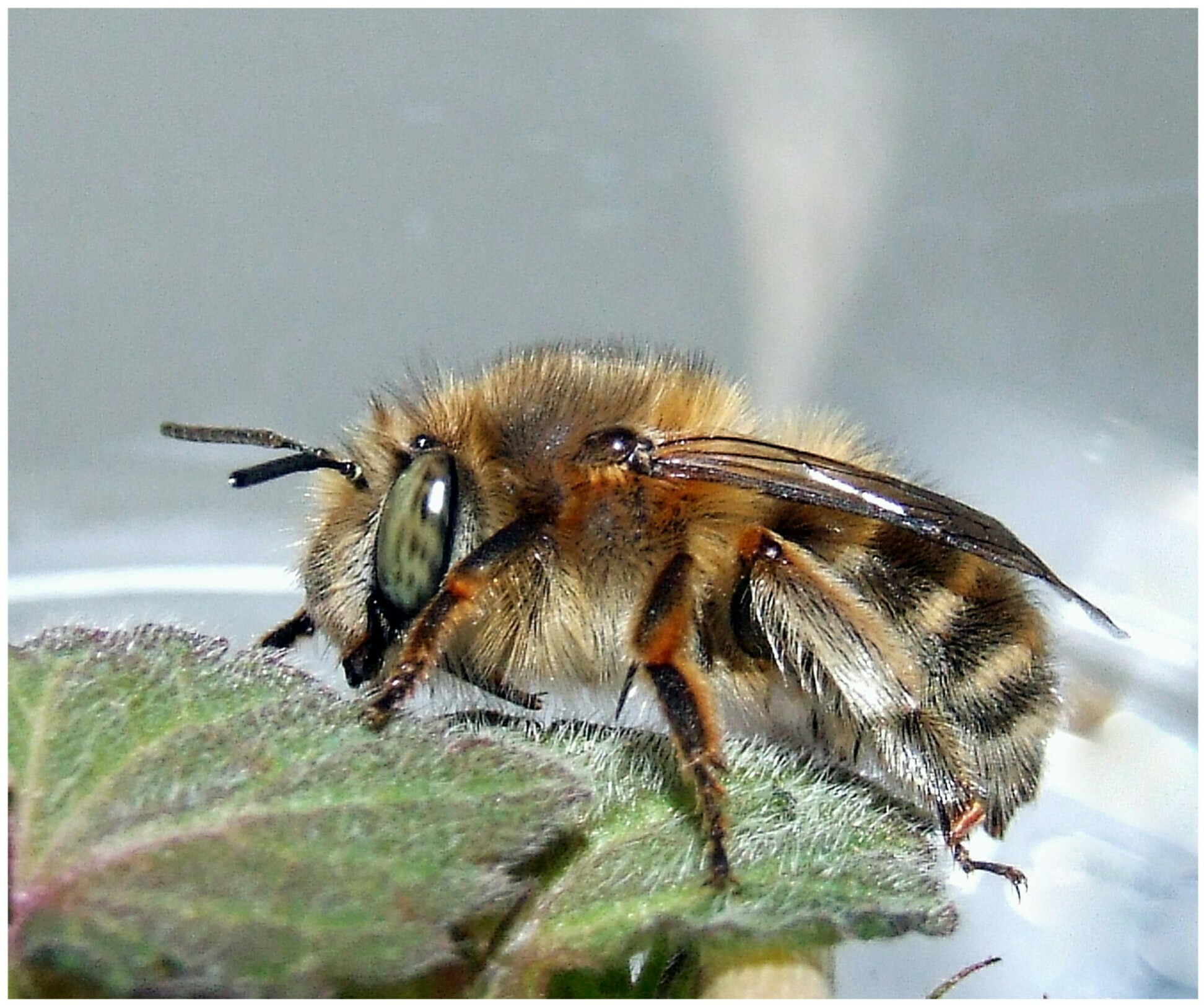 "Anthophora plumipes" female