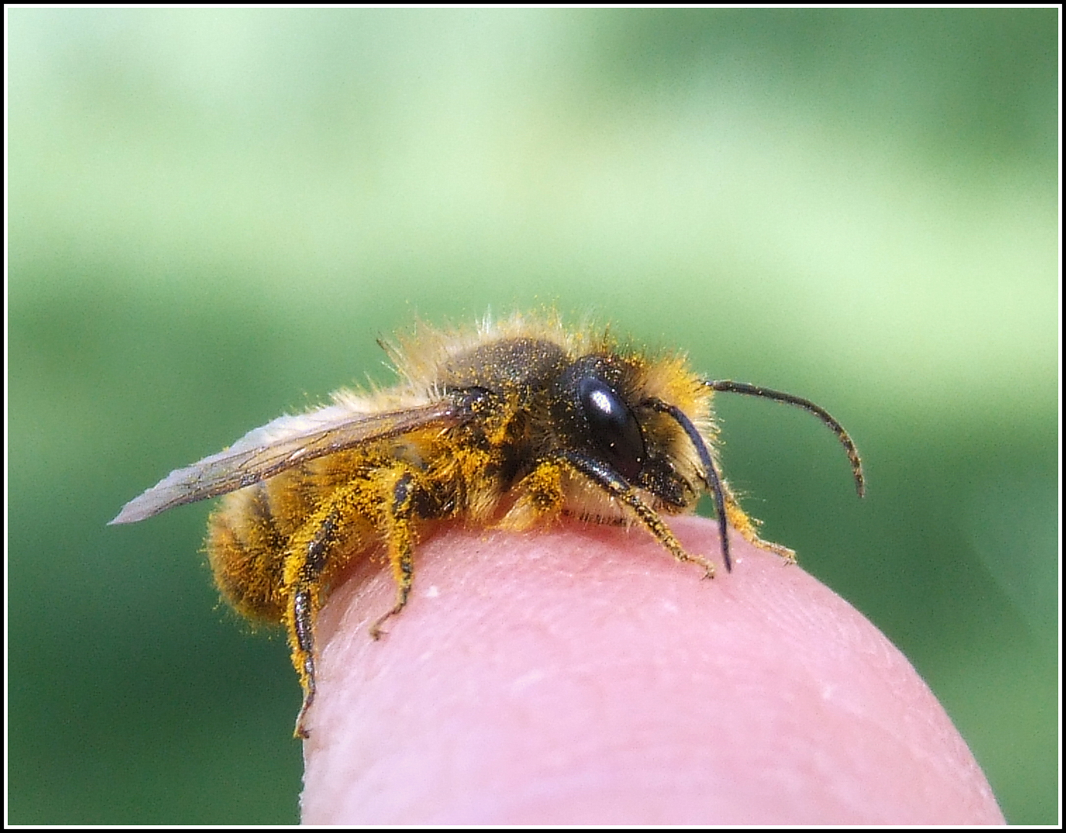 "Osmia rufa o bicornis" male