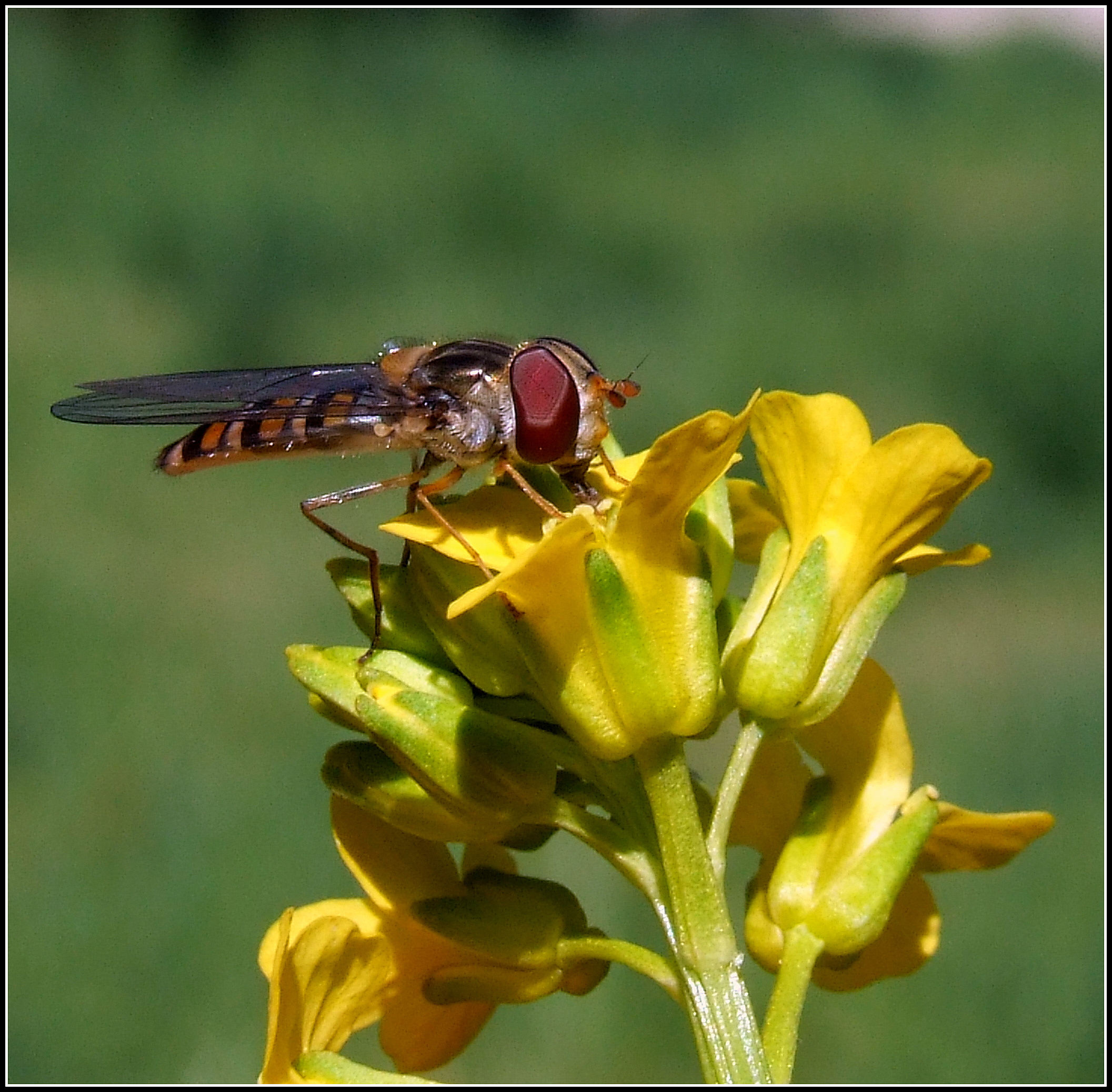"Episyrphus balteatus" female