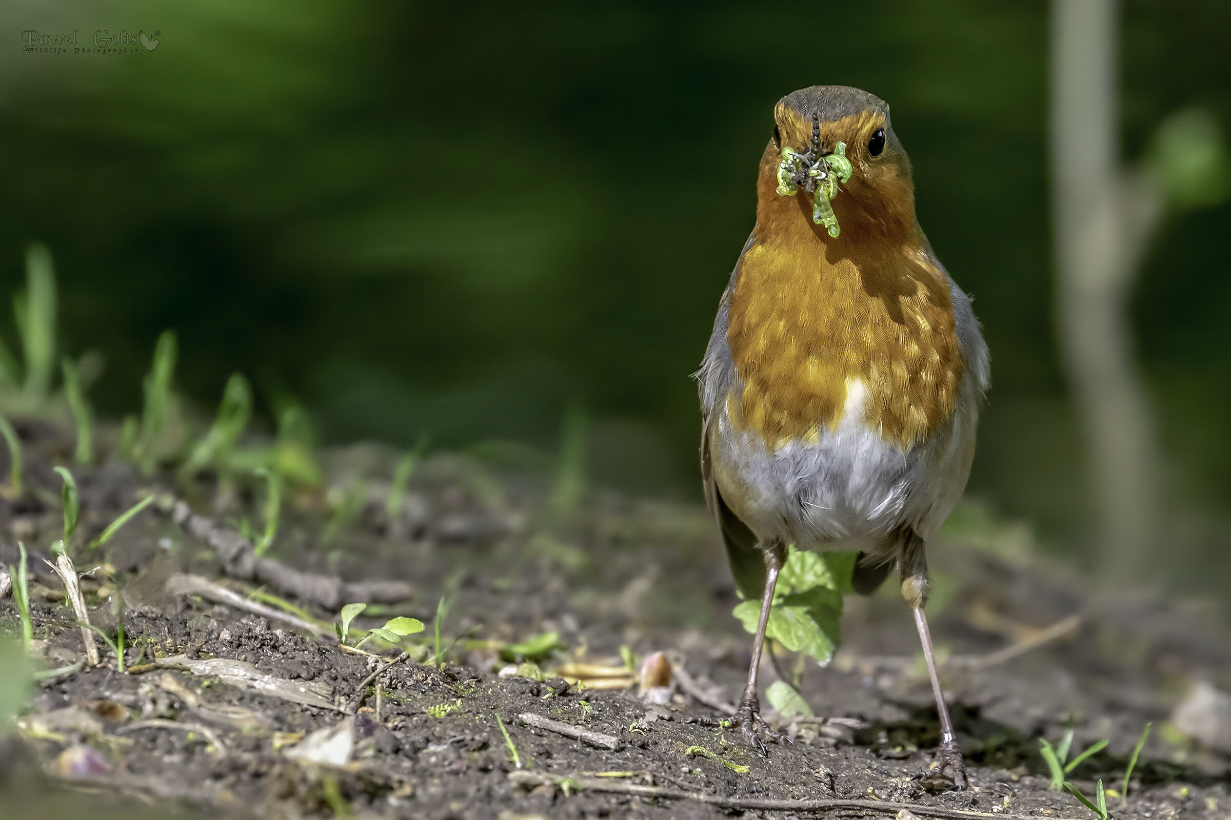 Pettirosso europeo (Erithacus rubecula)