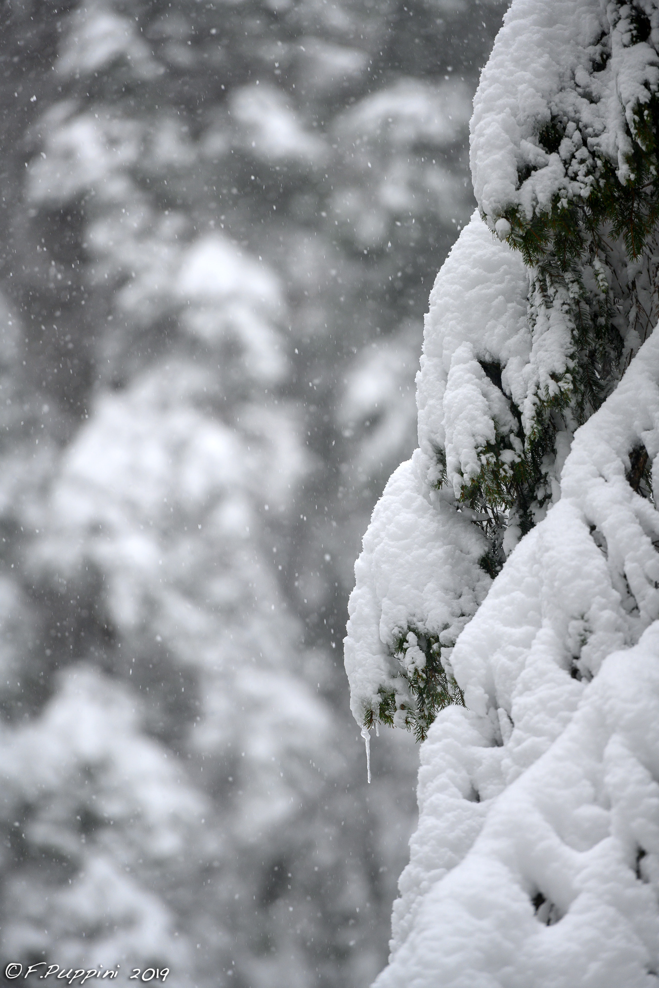 Belated snow 11-eel Vajo