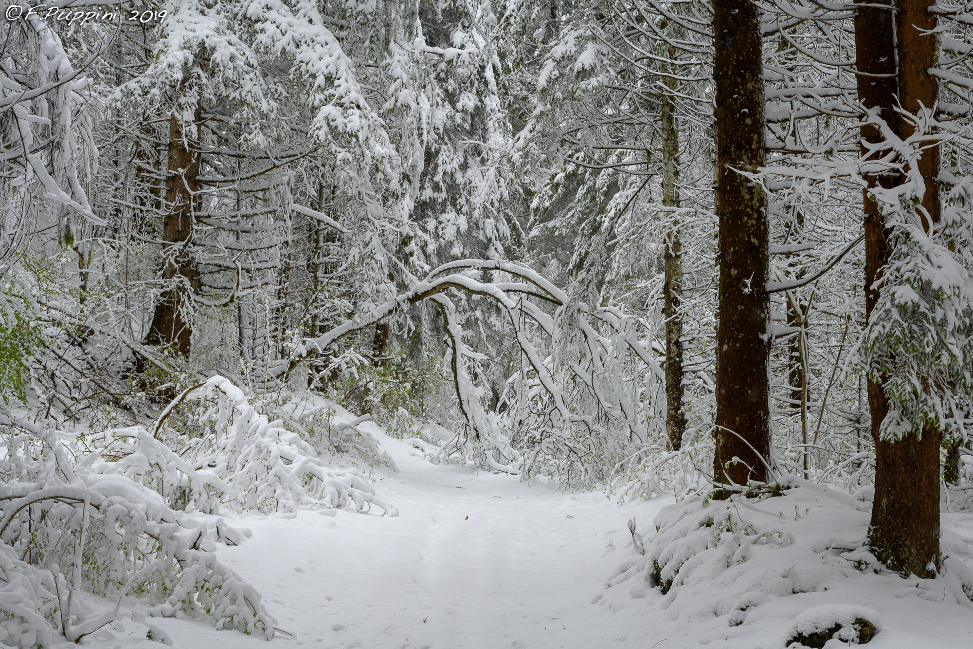 Belated snow 11-eel Vajo