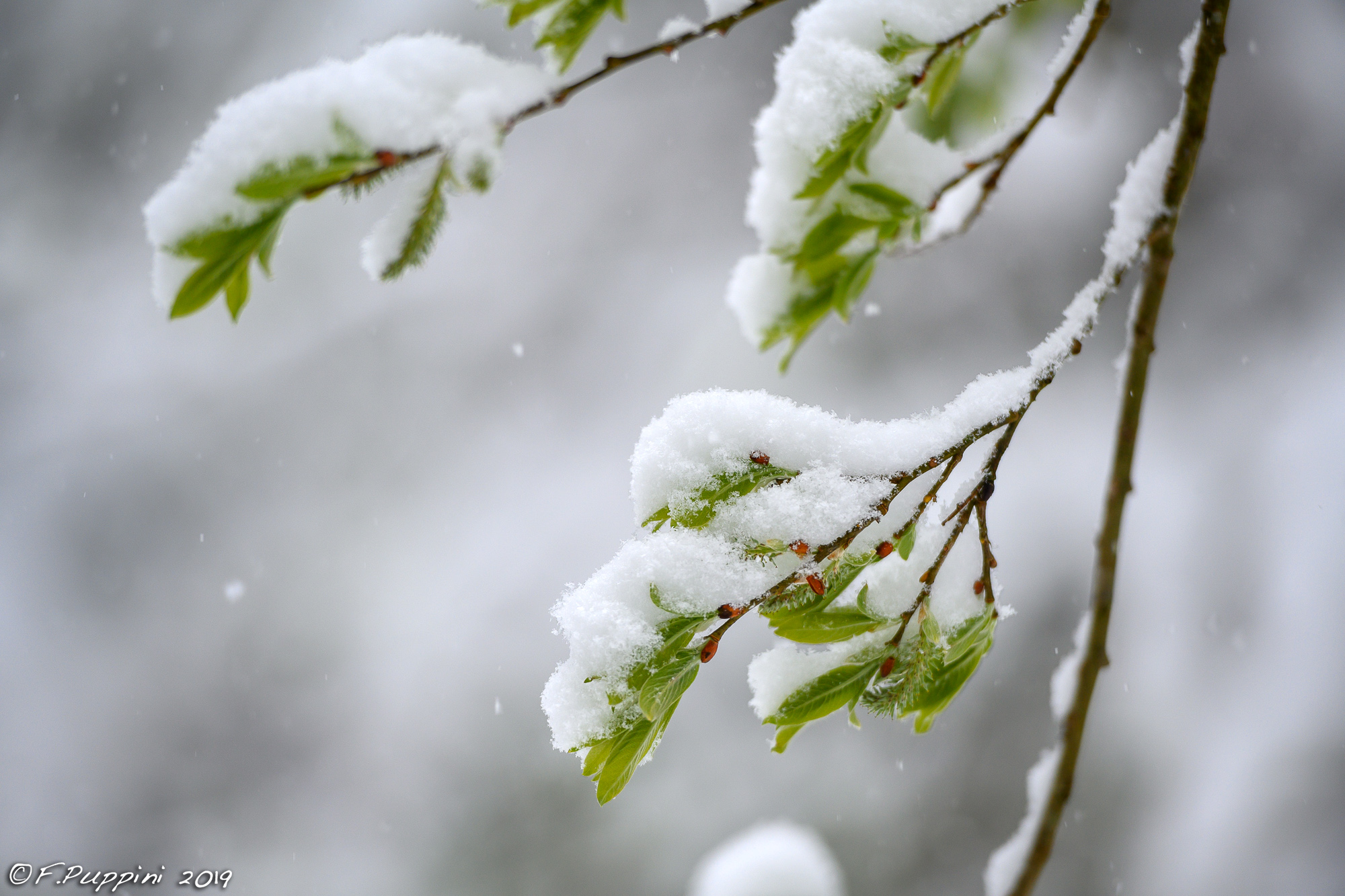 Belated snow 13-eel Vajo