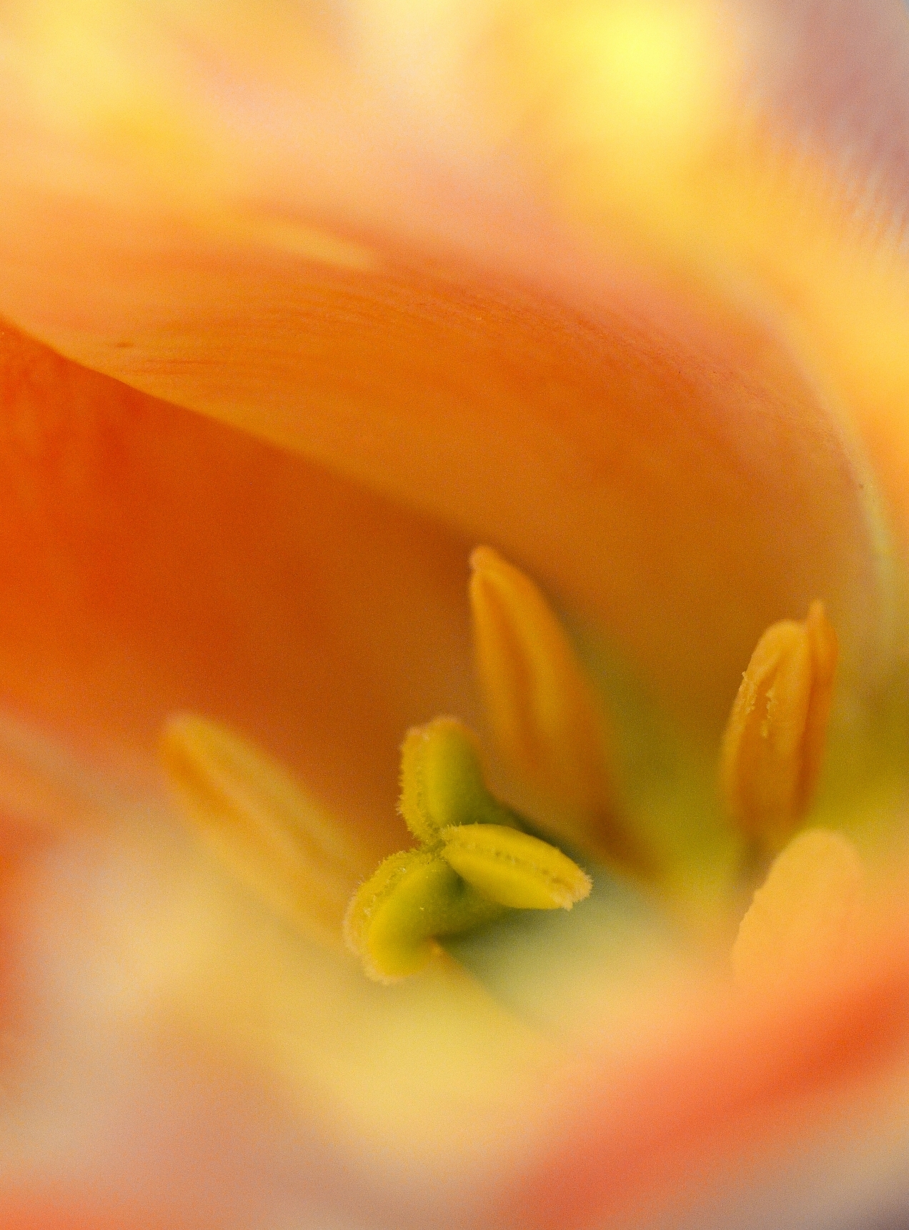 Una giostra che va (2)