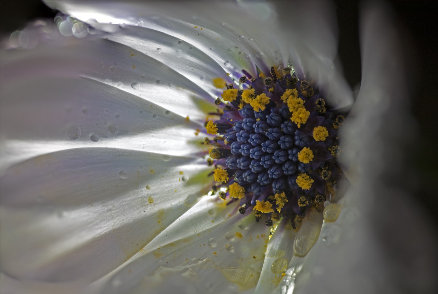 Dentro una margherita