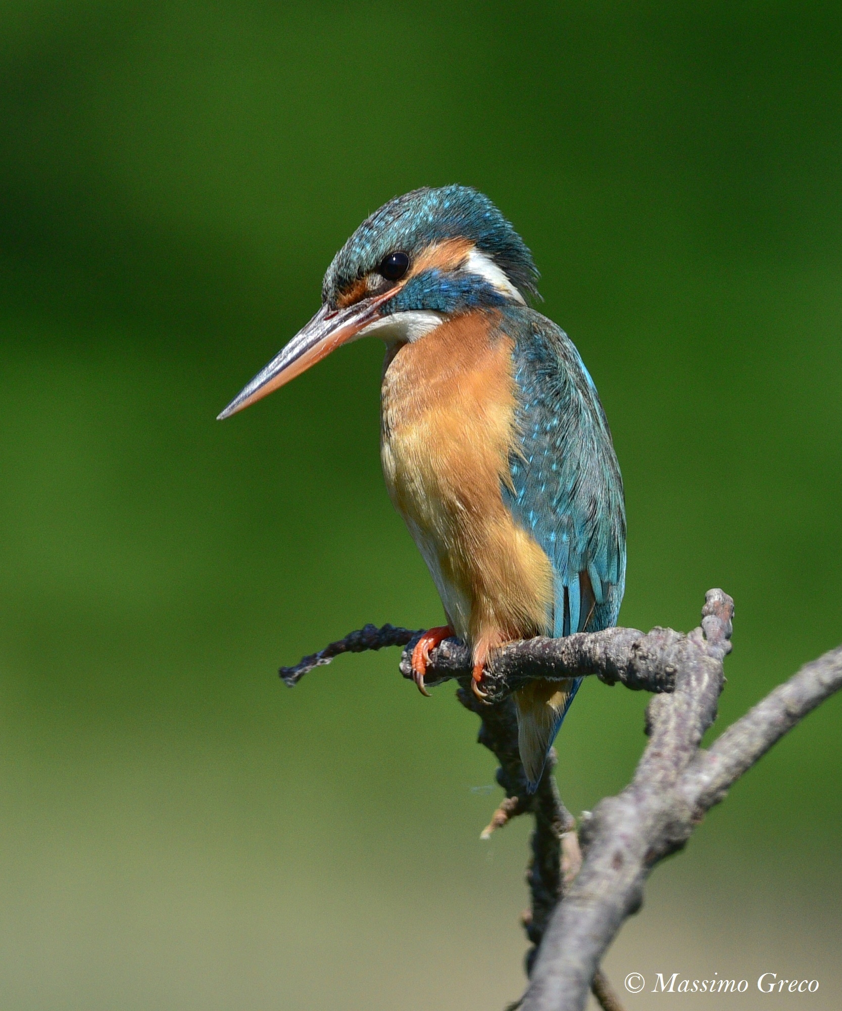Female Kingfisher