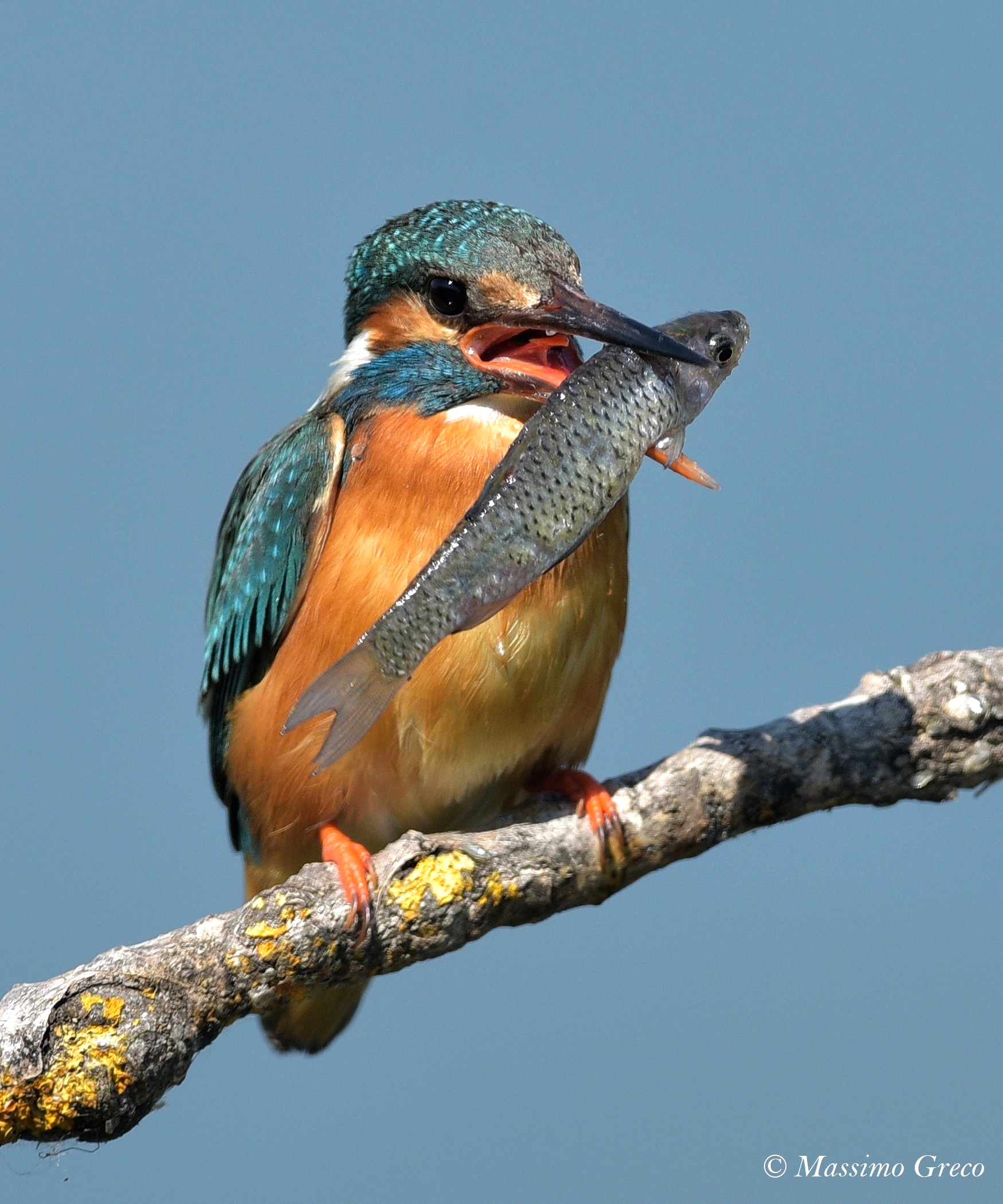 Femmina di Martin pescatore Con una preda esagerata