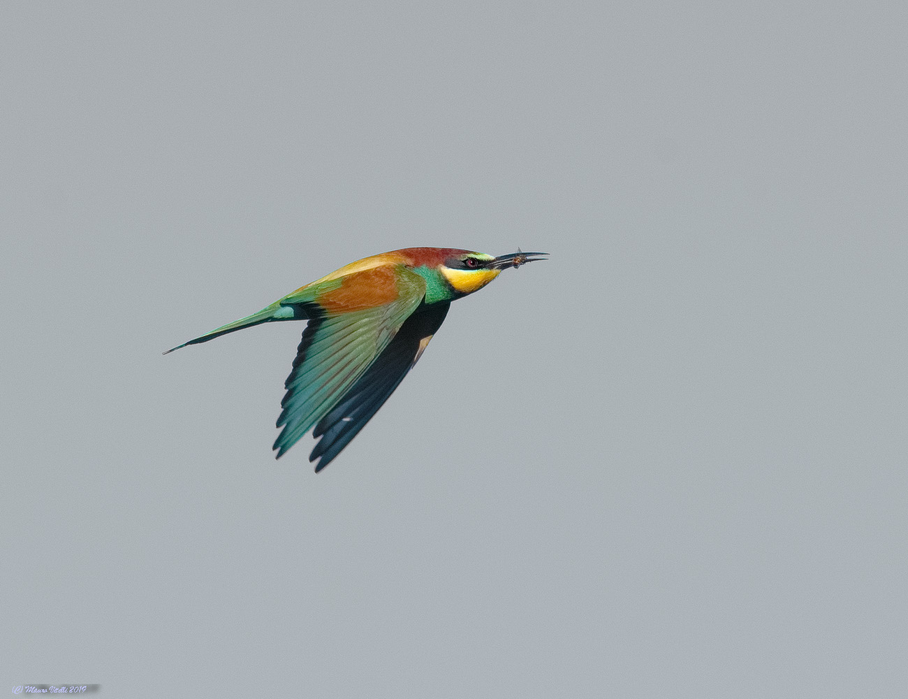 Bee-eater with Ape