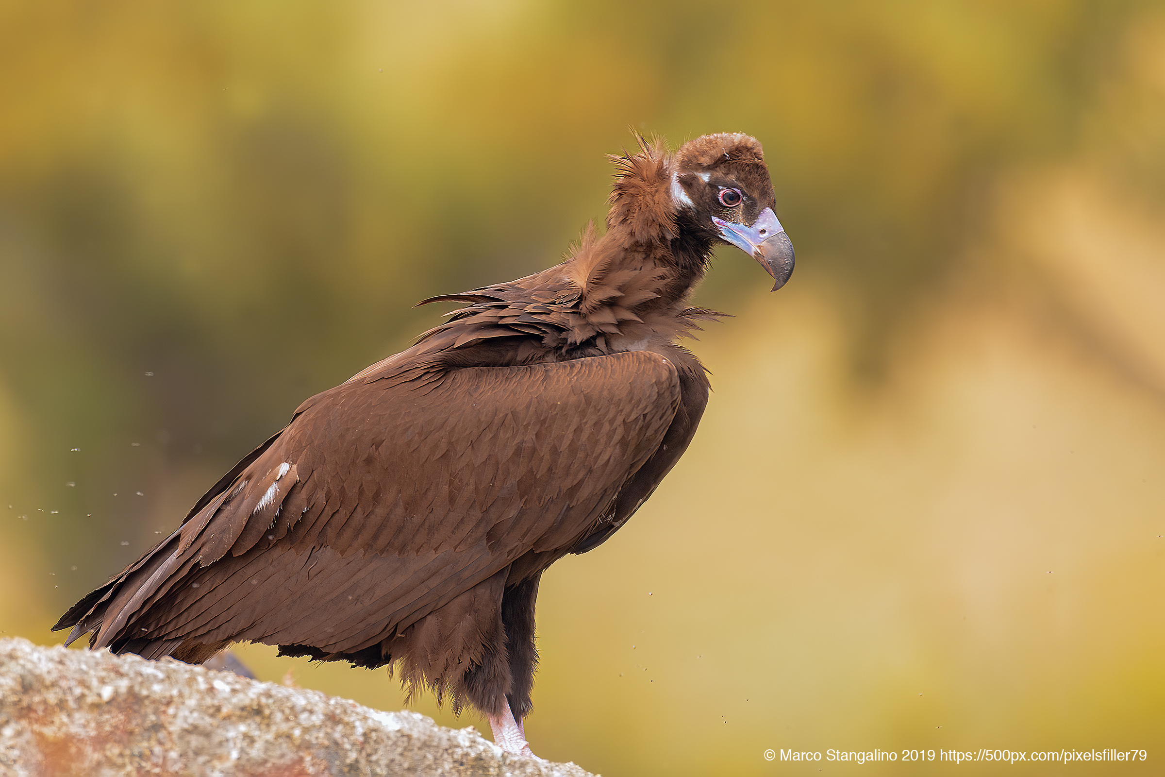 Still standing, for a while...