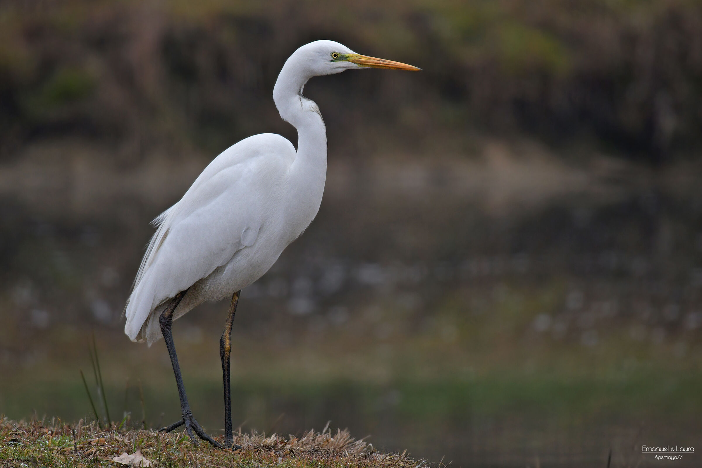 Airone bianco maggiore