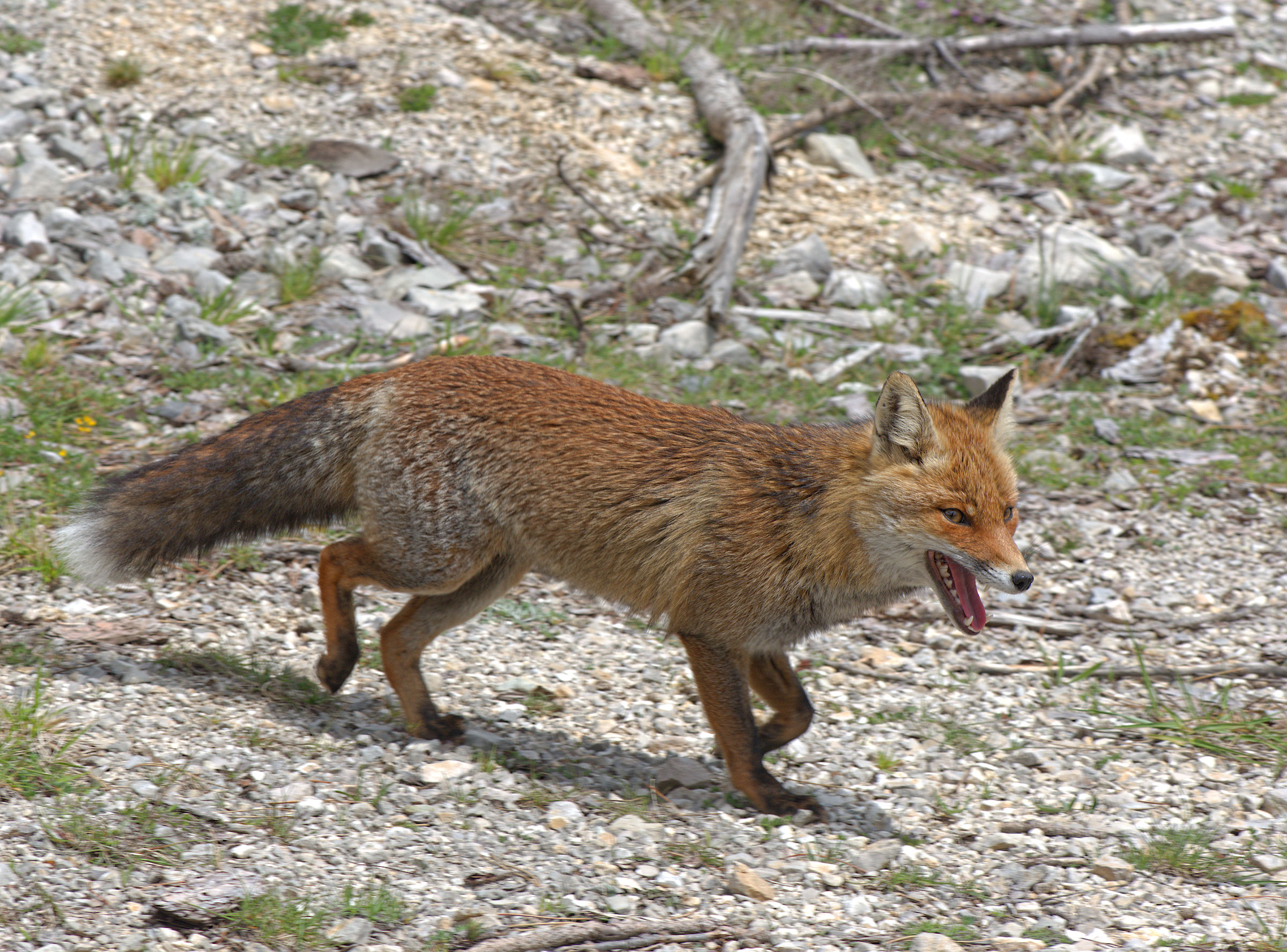 Red fox