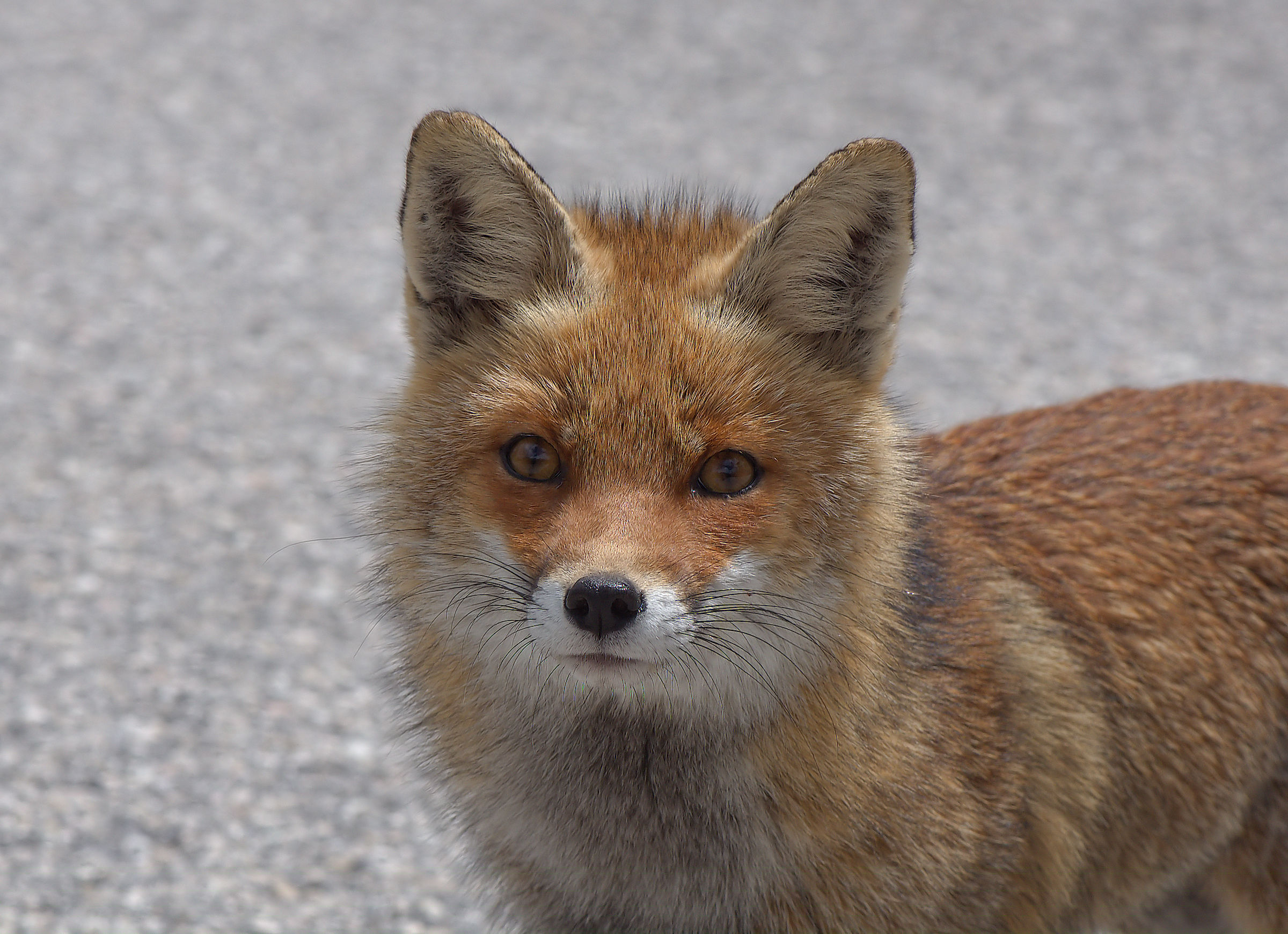 Red fox