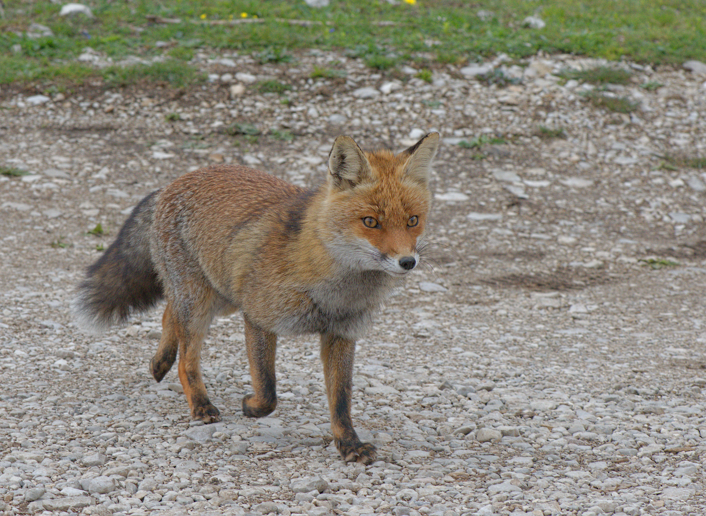 Red fox