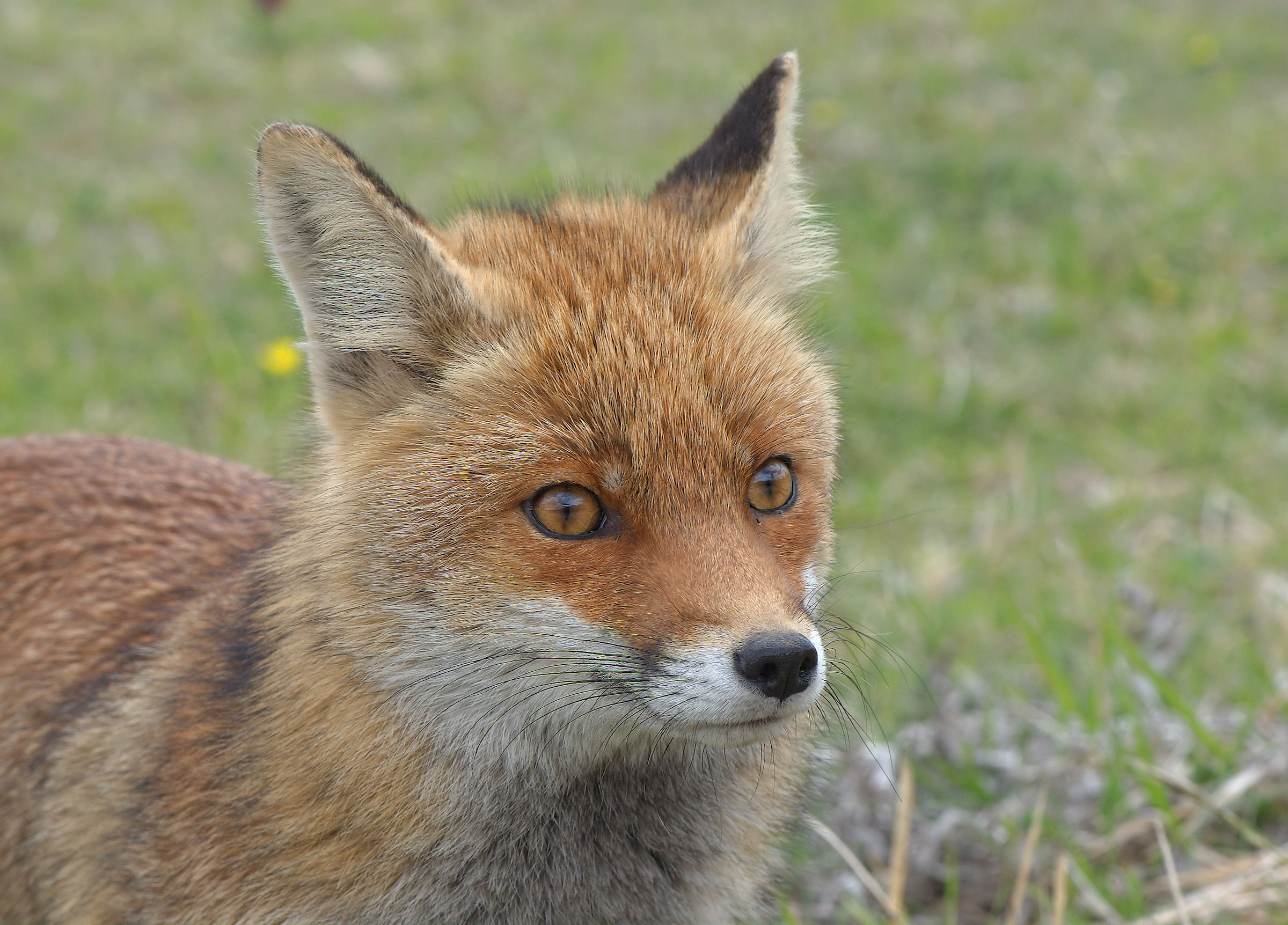 Red fox