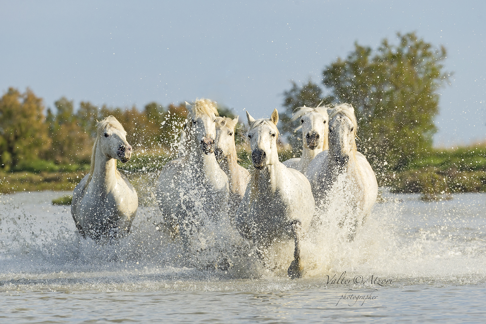 Horses in Camargue