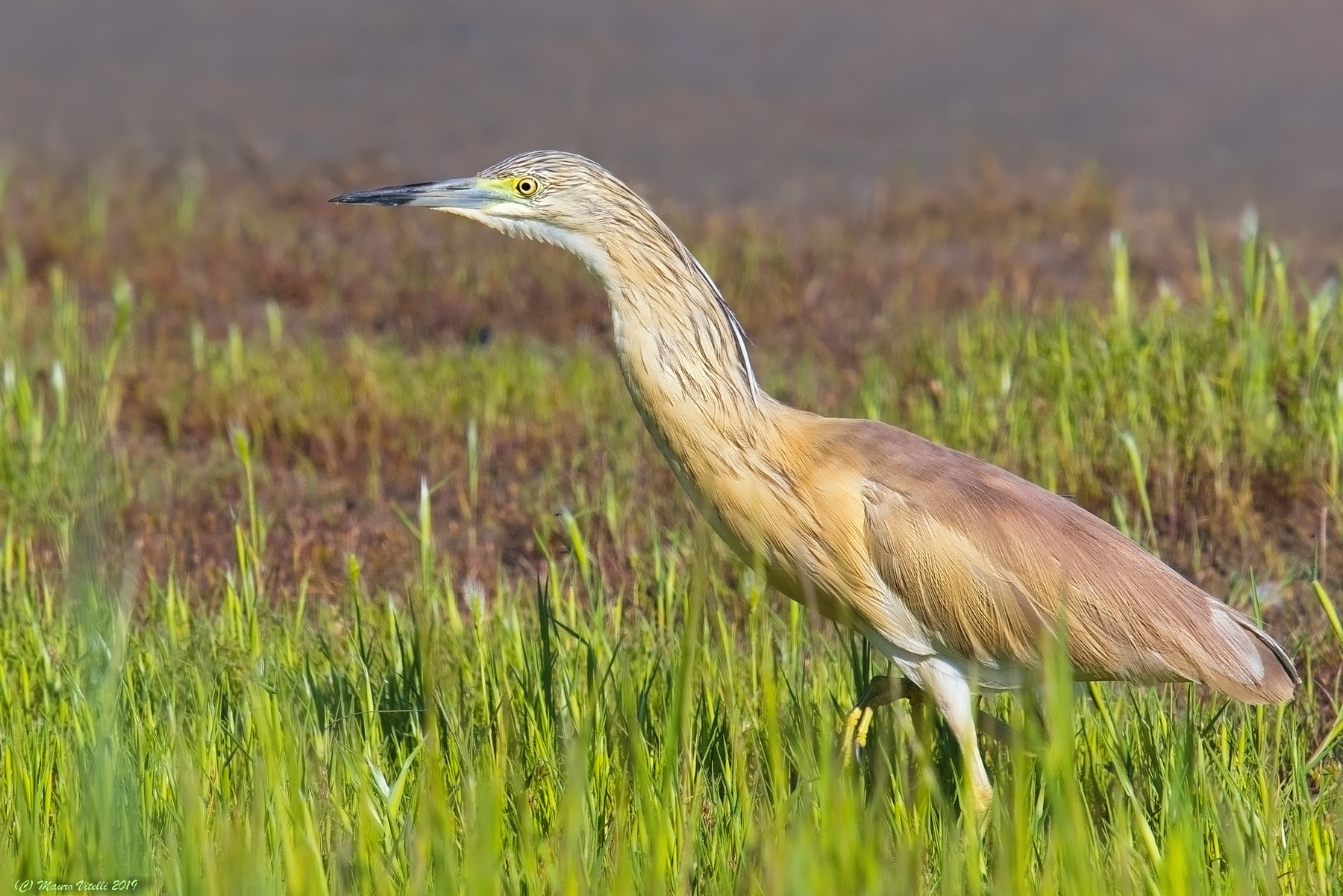 Sgarza Ciuffetto (Ardeola ralloides)