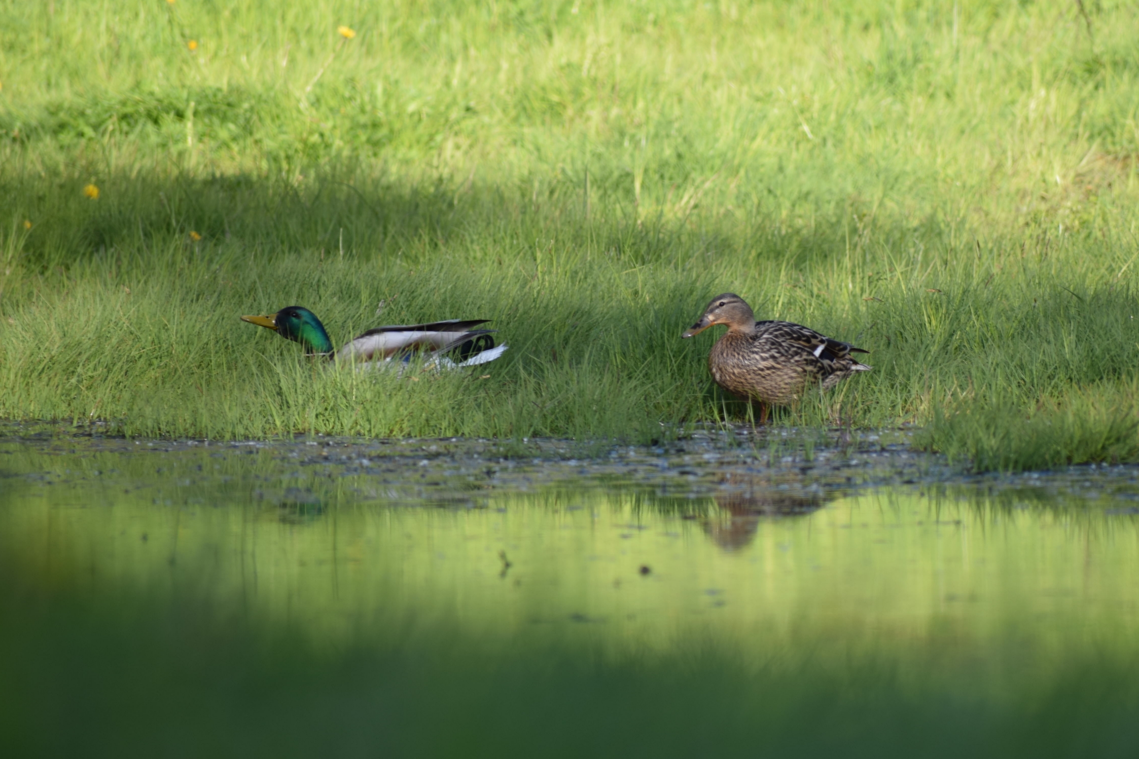 Mallard Female