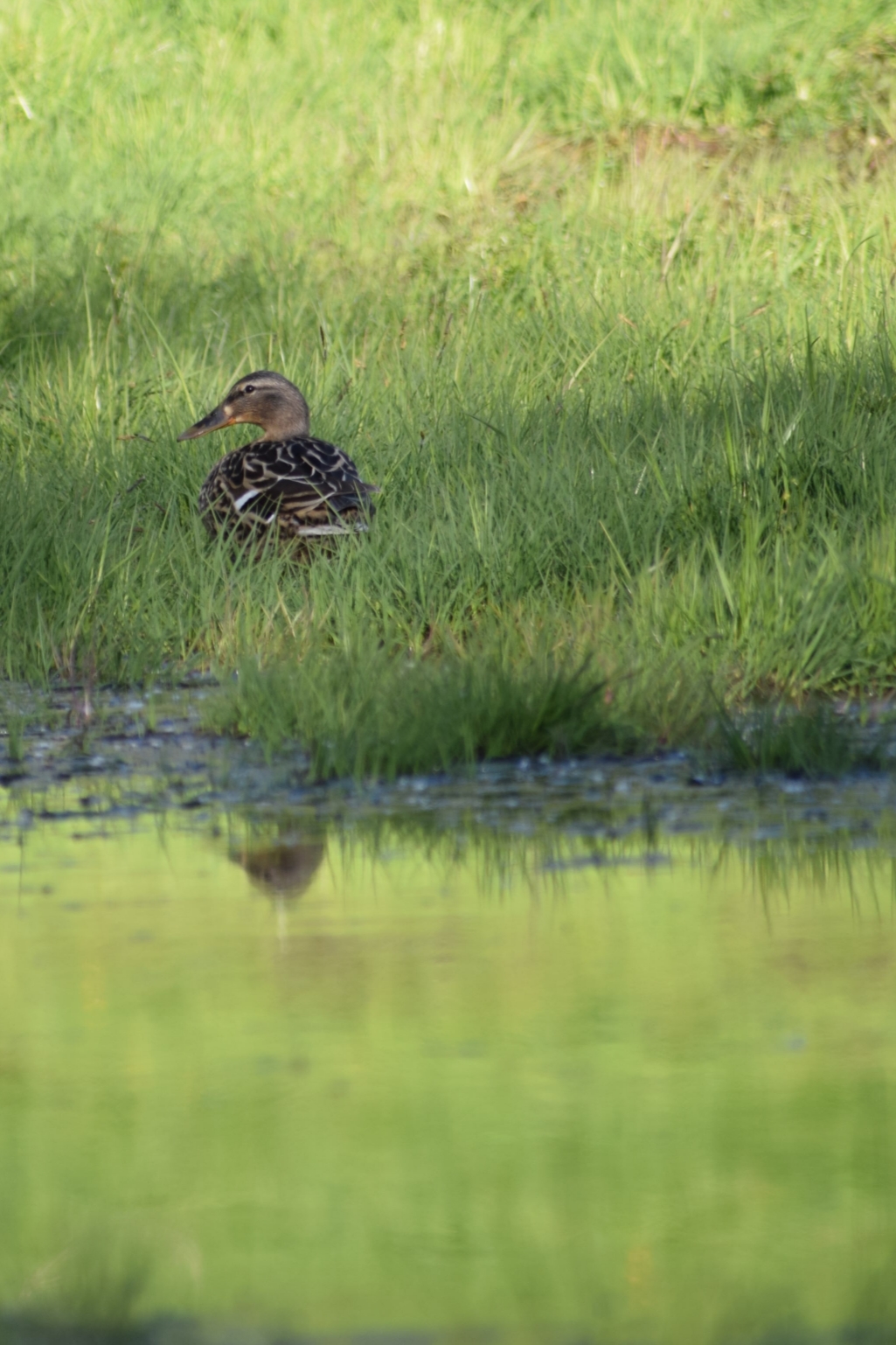 Mallard Female