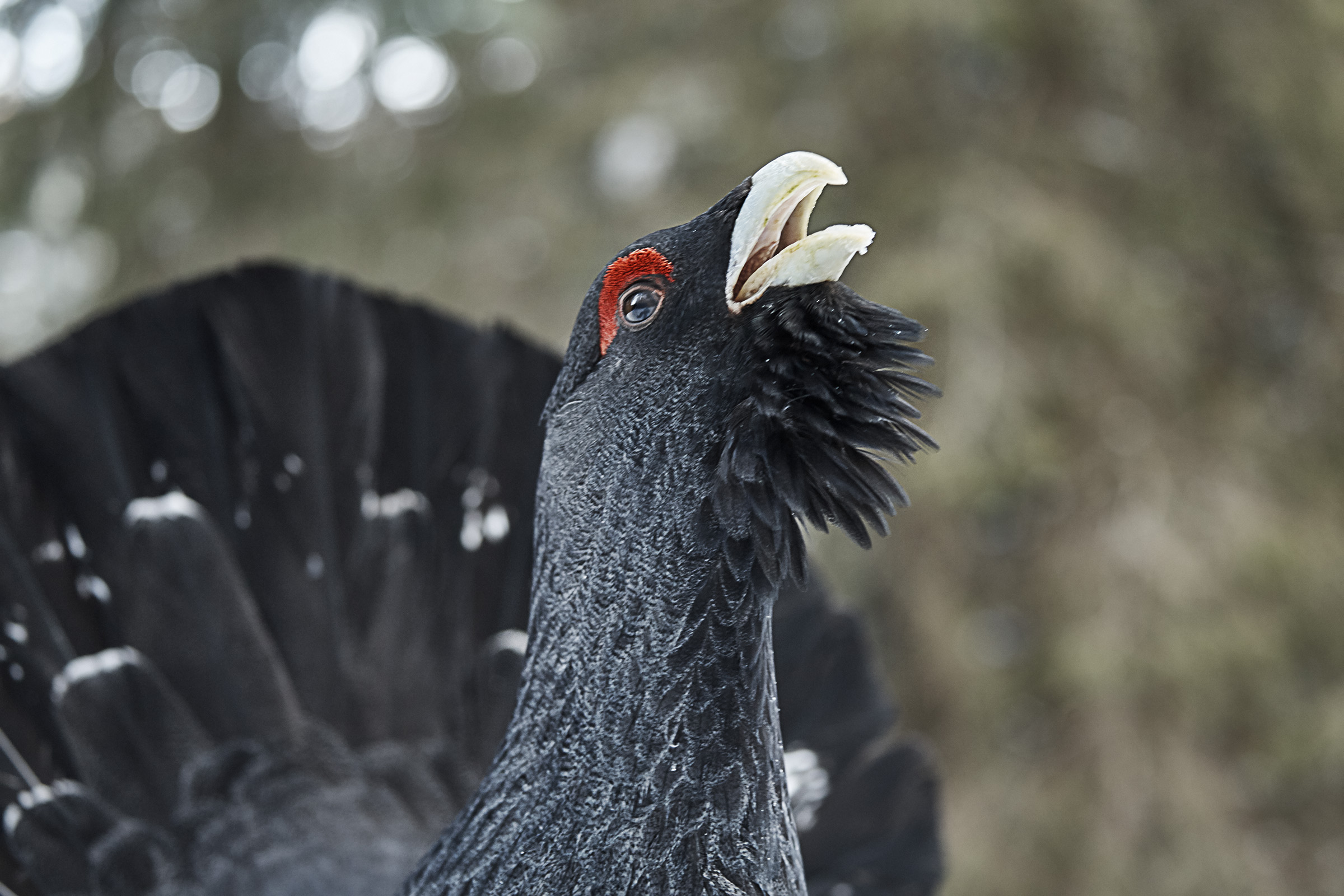 Fototessera Tetrao Urogallus