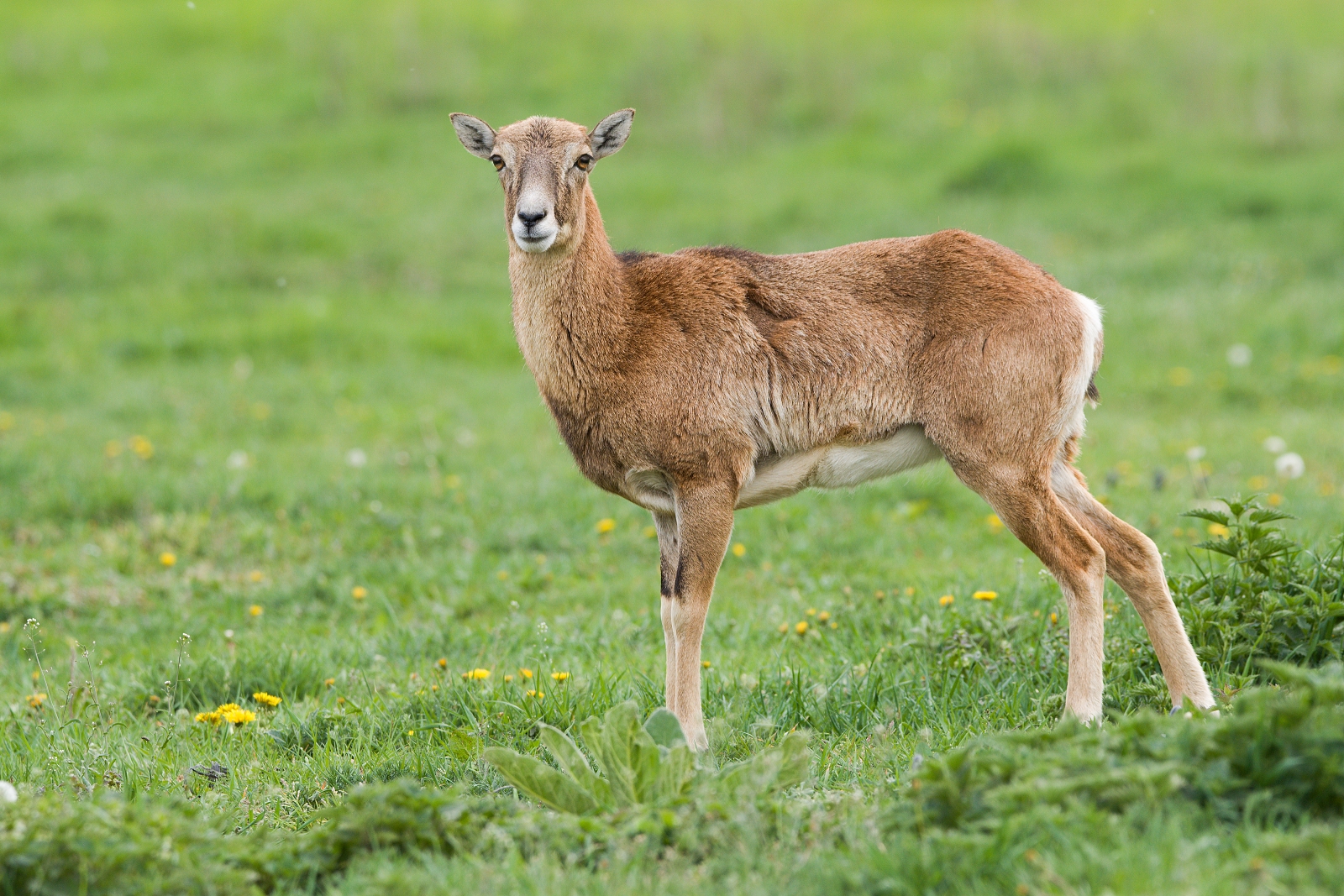 young mouflon