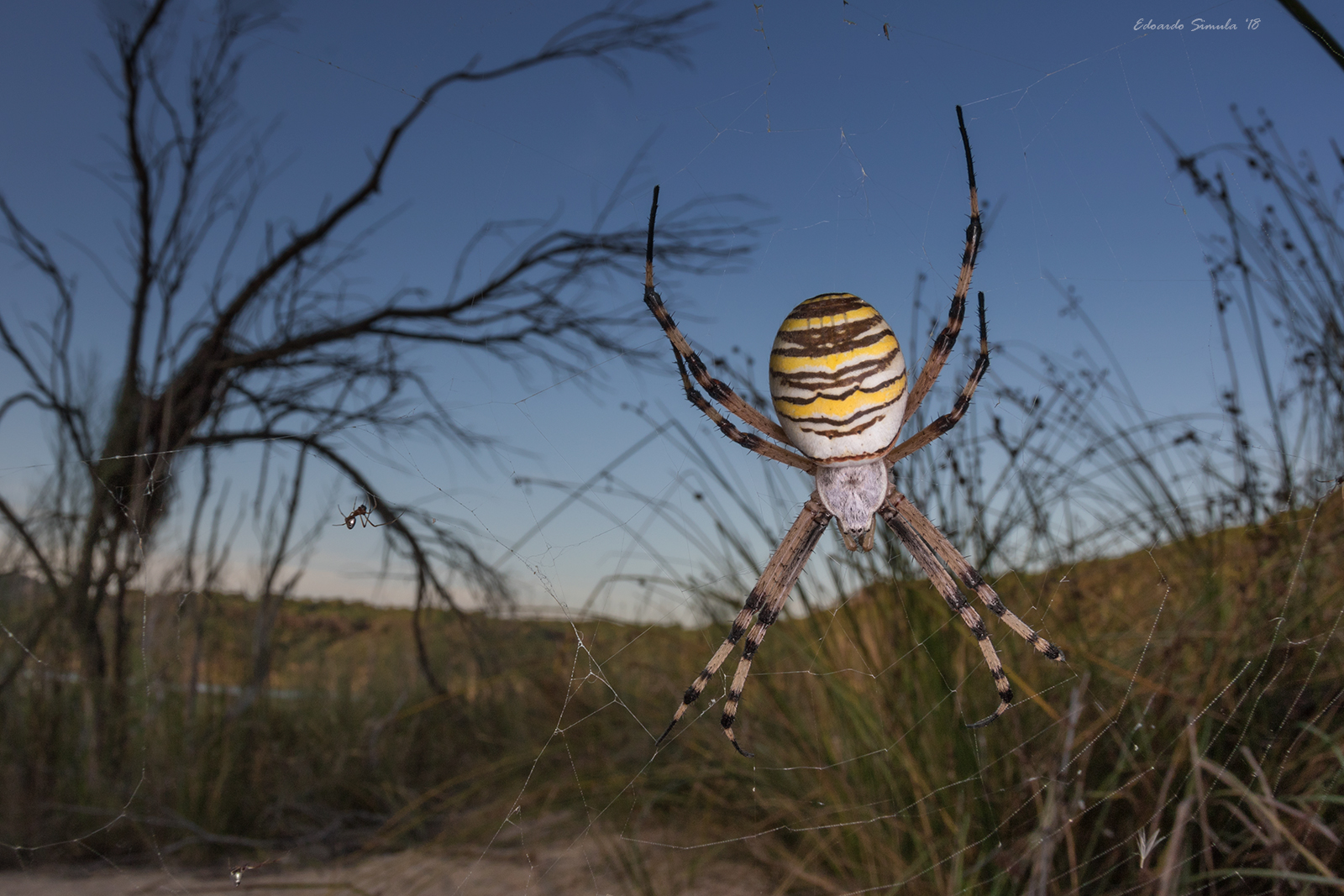 Argiope Bruennichi ambientata