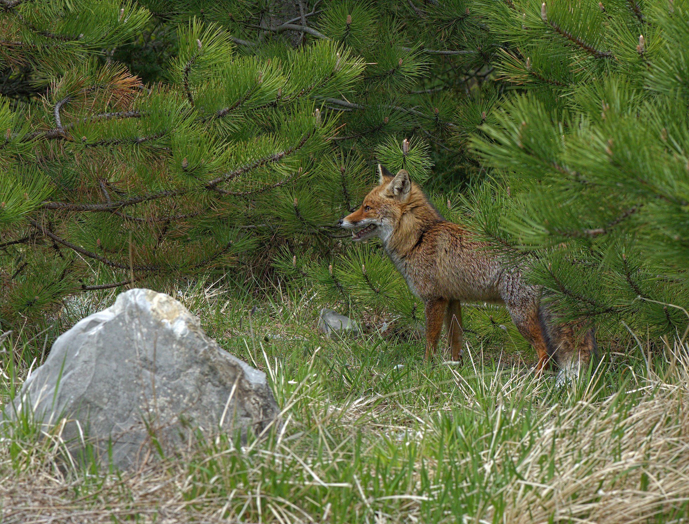 Red fox