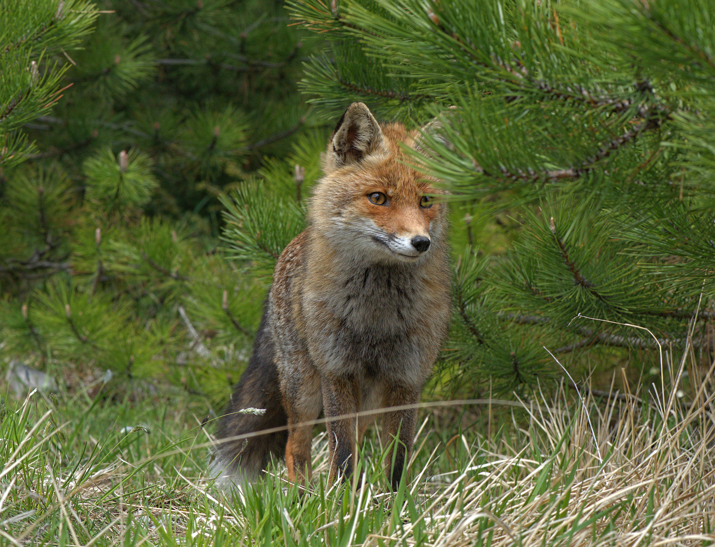 Red fox