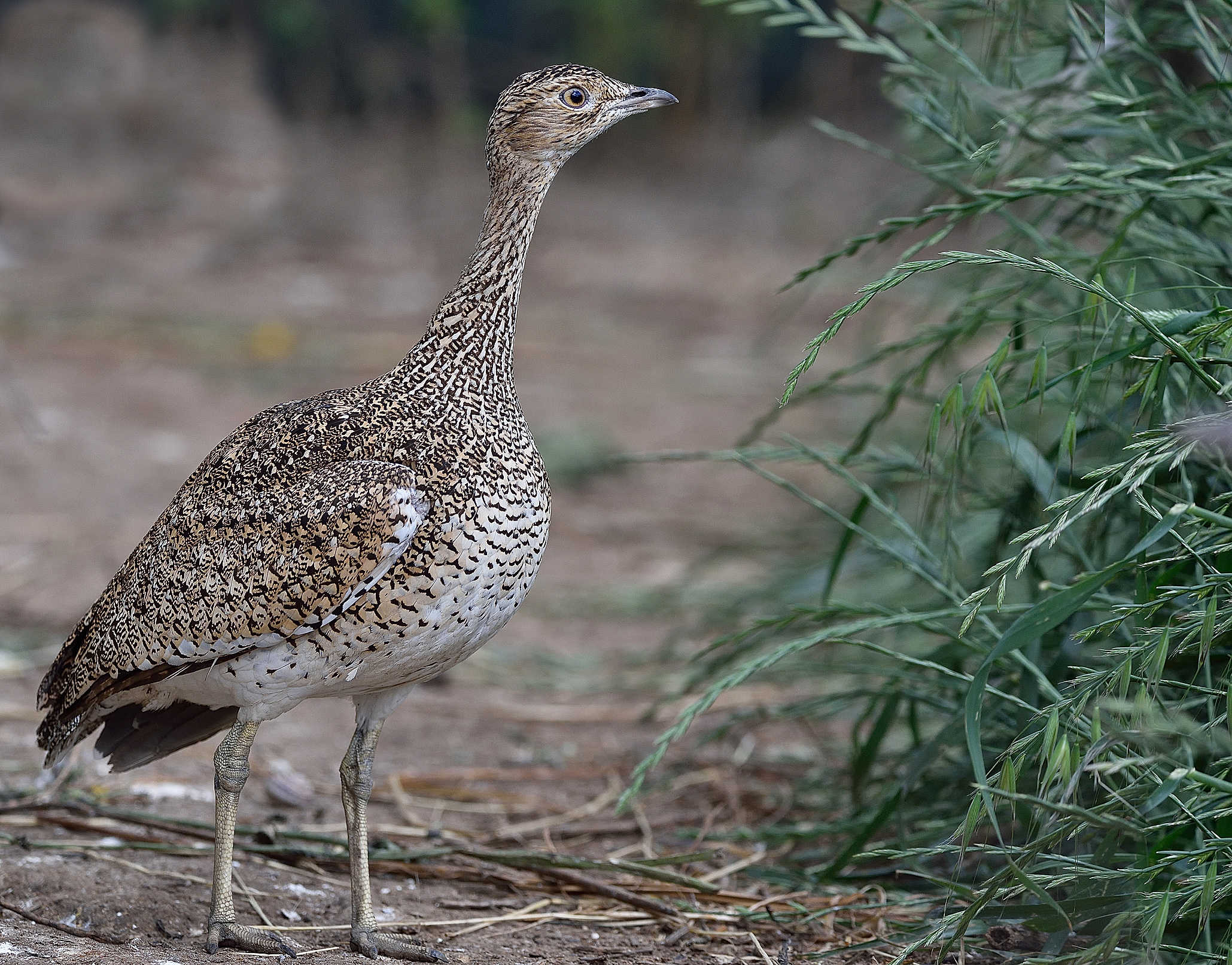 femmina di Gallina prataiola ambiente controllato