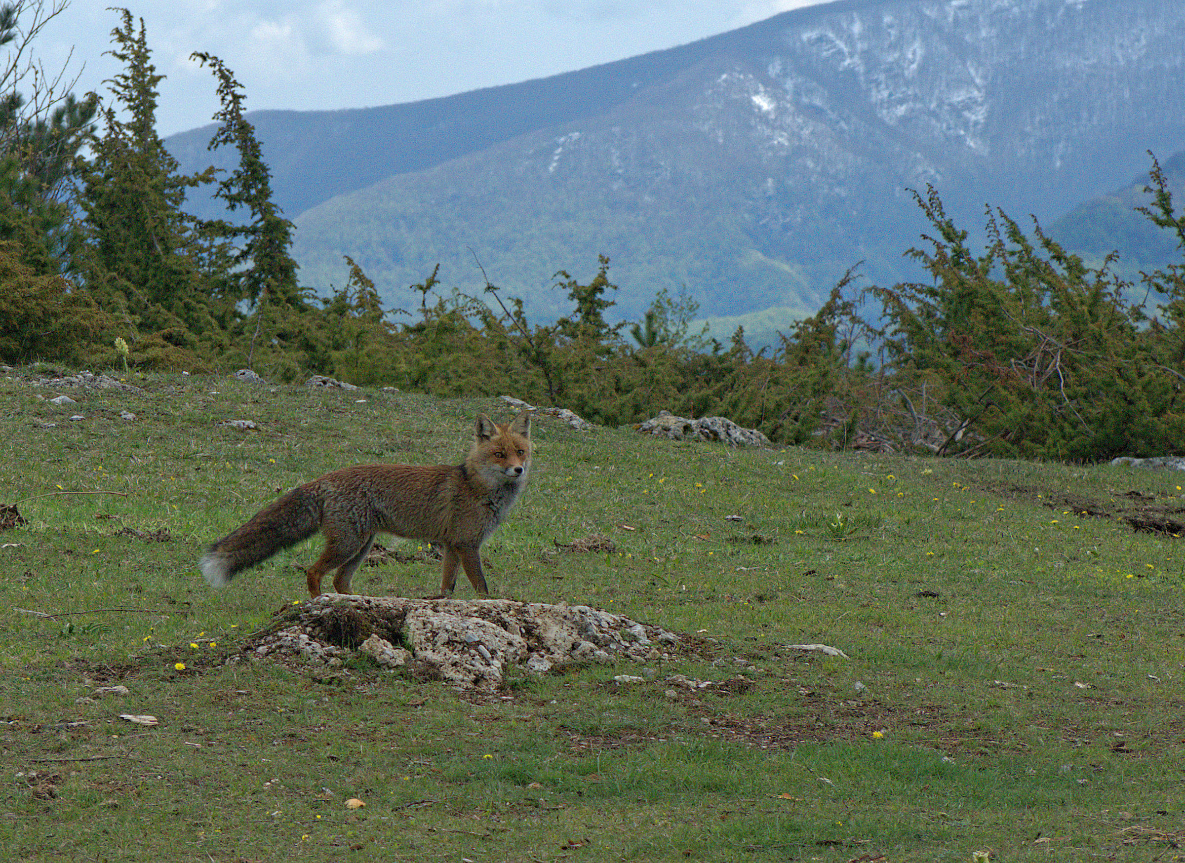 Red fox