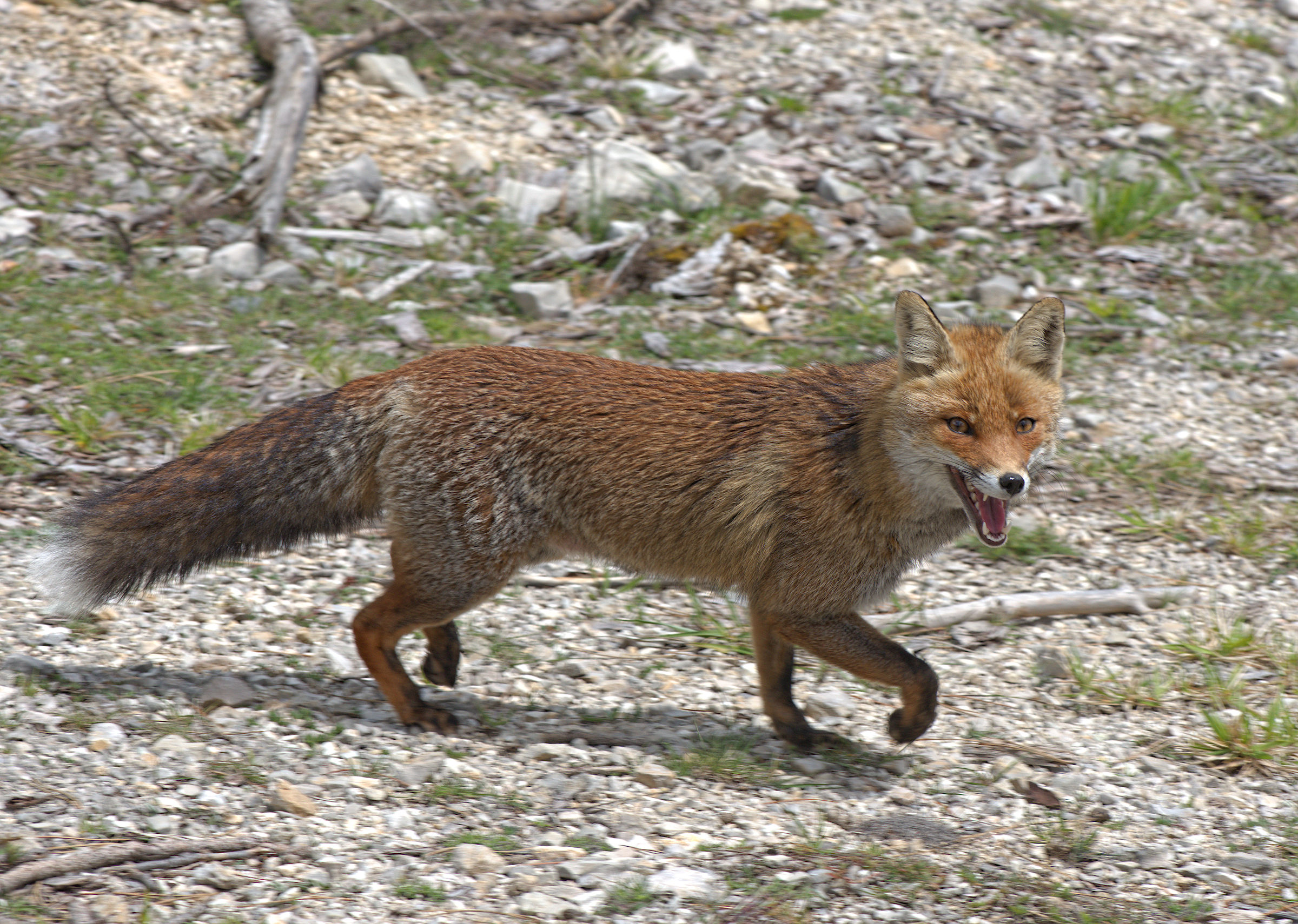 Red fox