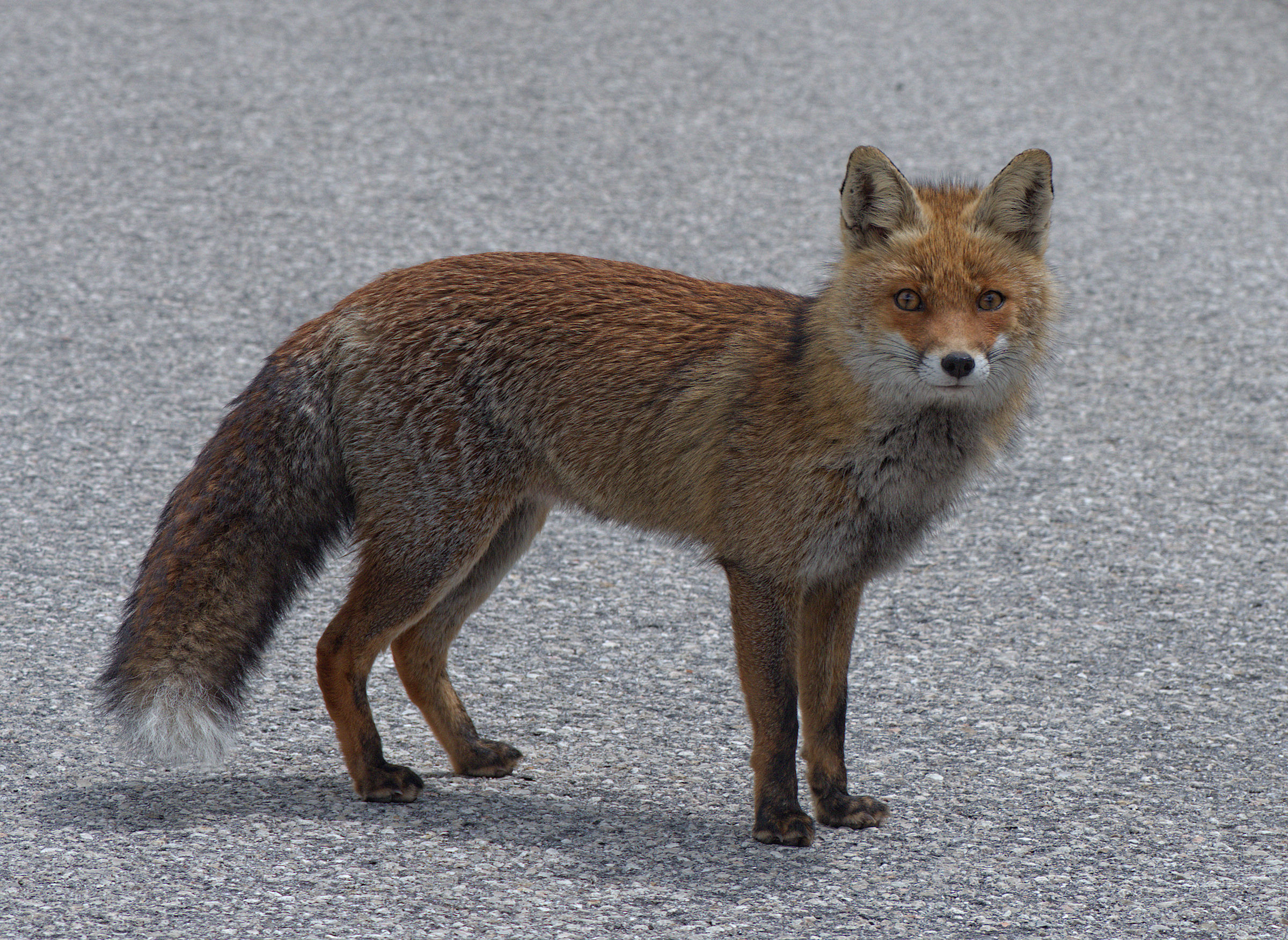 Red fox