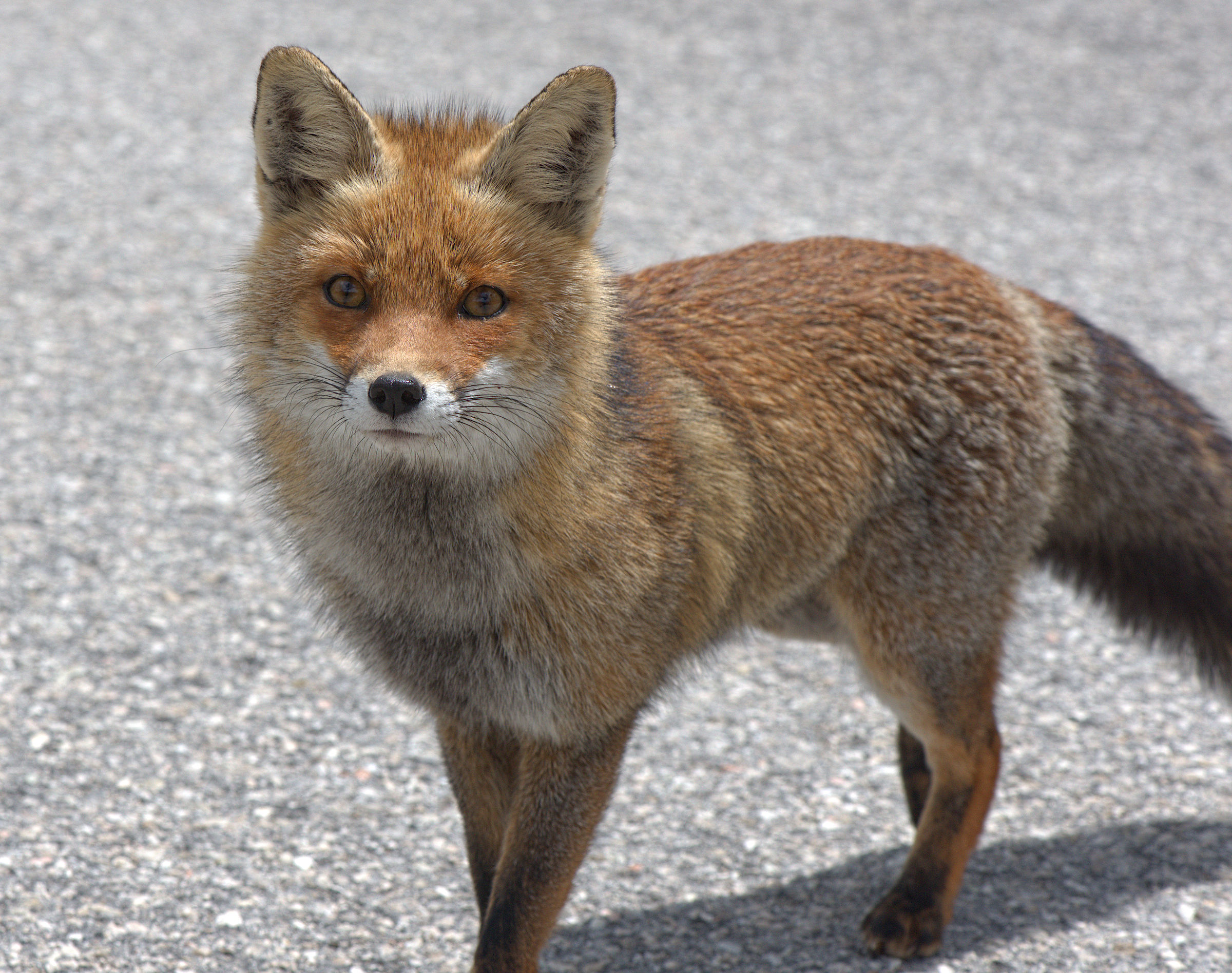 Red fox