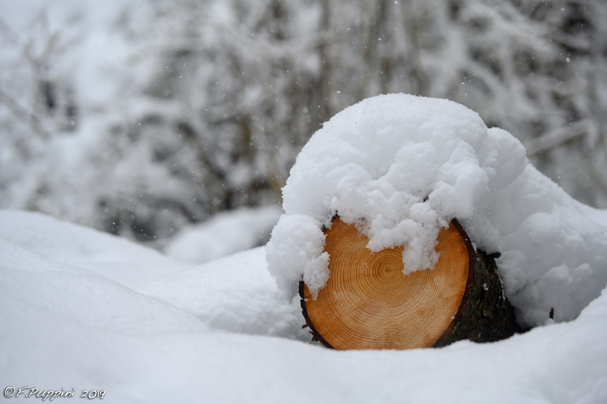 Neve tardiva 14 - vajo dell'Anguilla