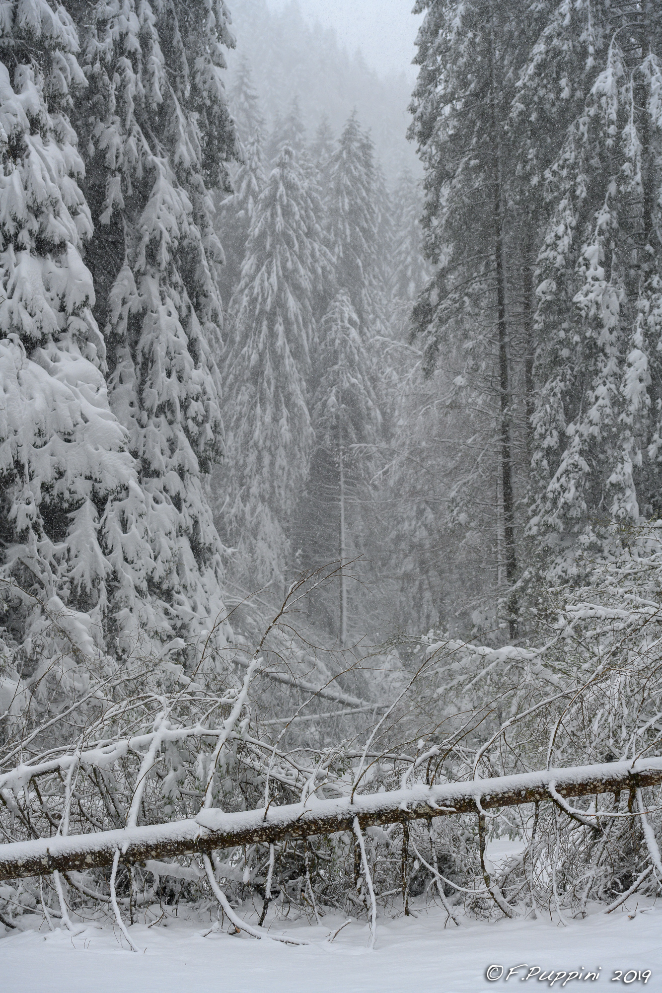 Belated snow 15-eel Vajo