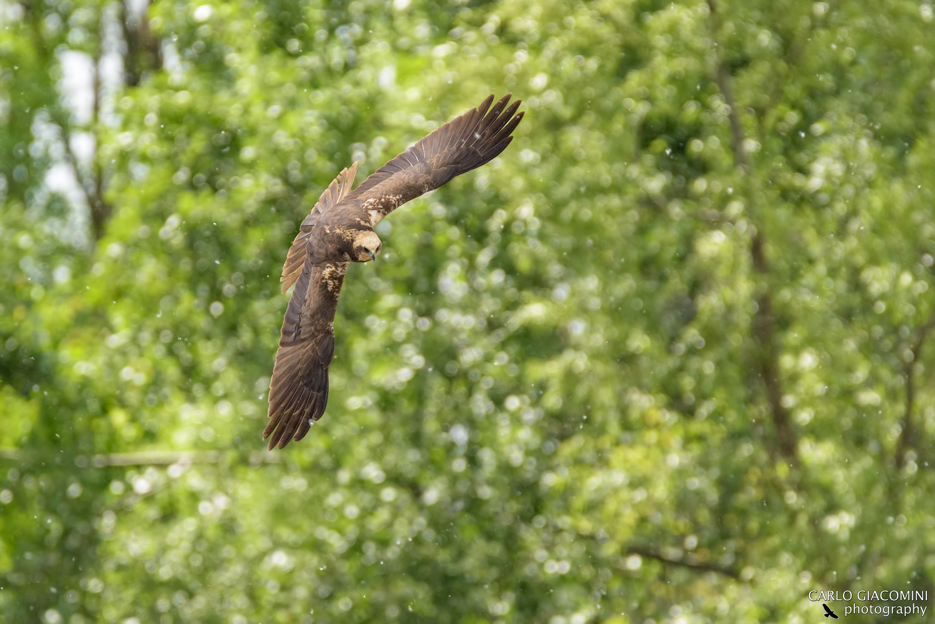 Marsh Hawk