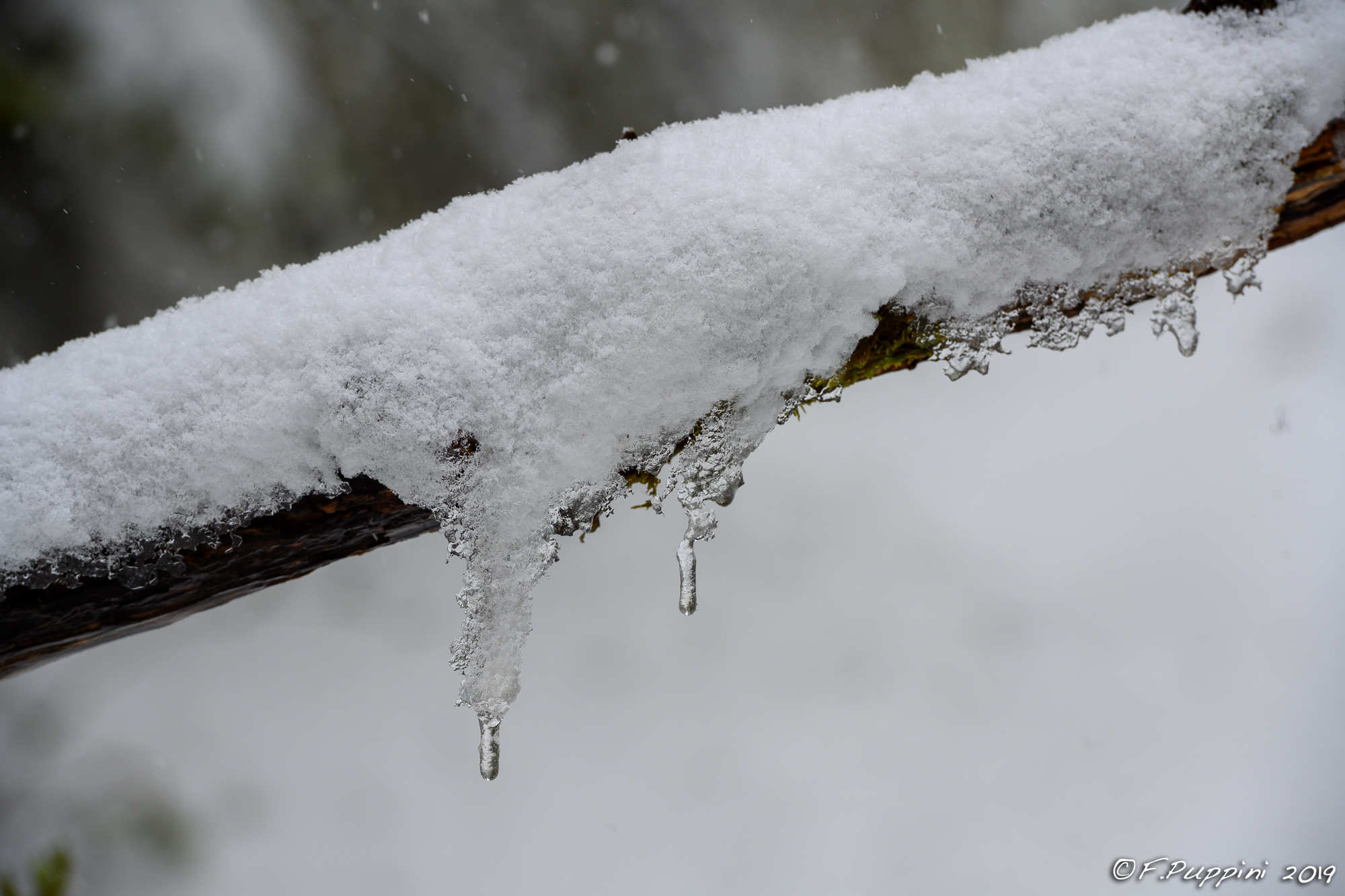 Belated snow 19-eel Vajo