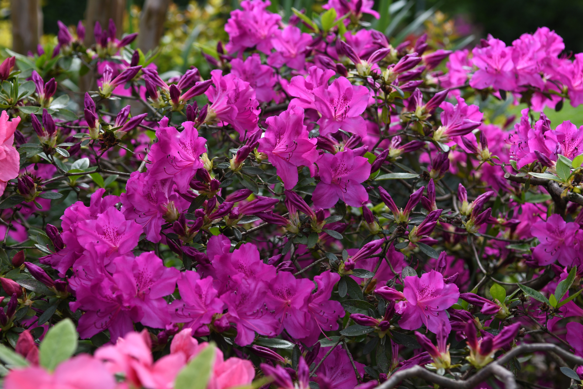 Azalea