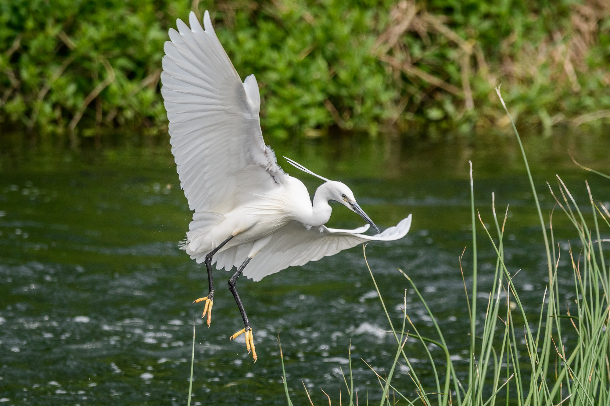 Egret leggero